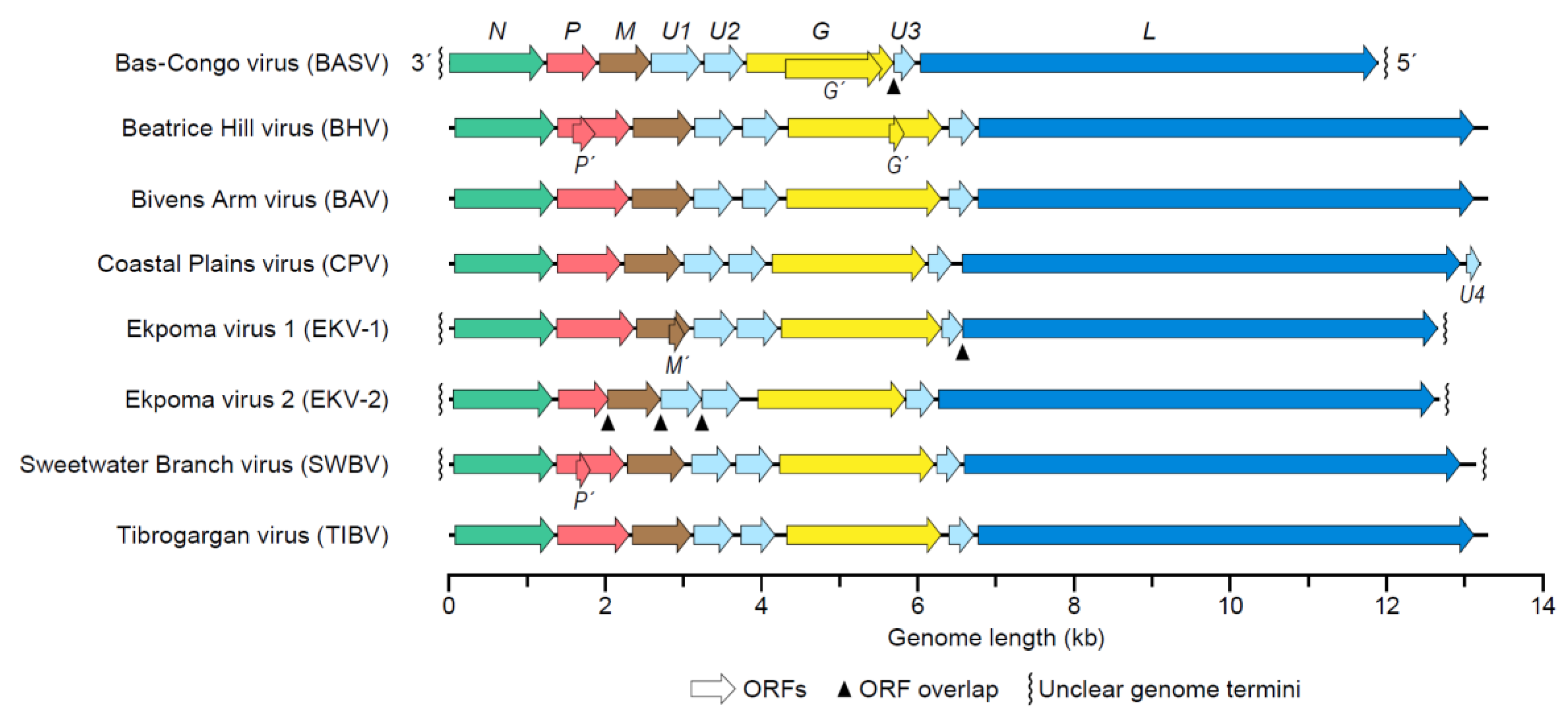 Viruses 12 00252 g002