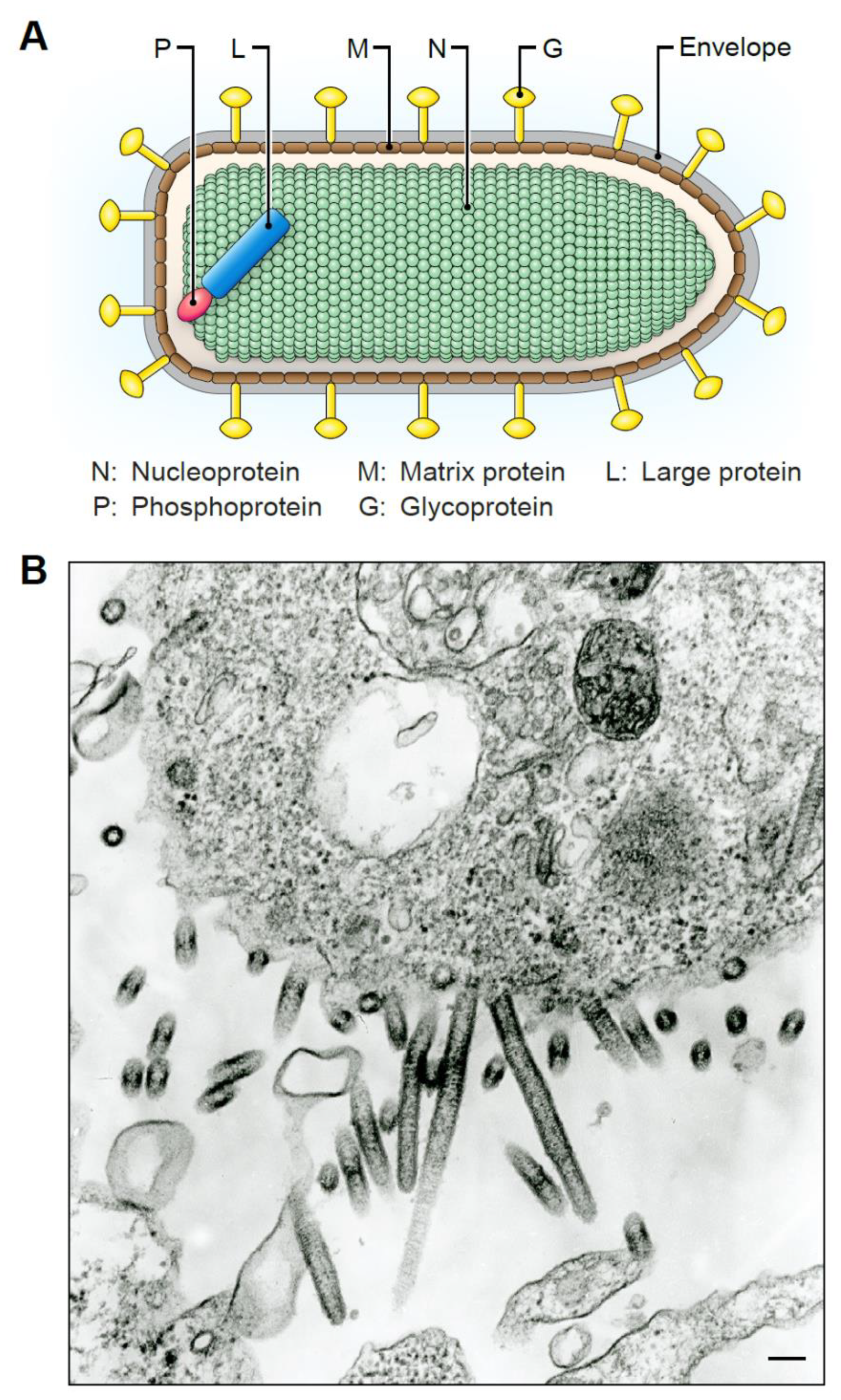 Viruses 12 00252 g004
