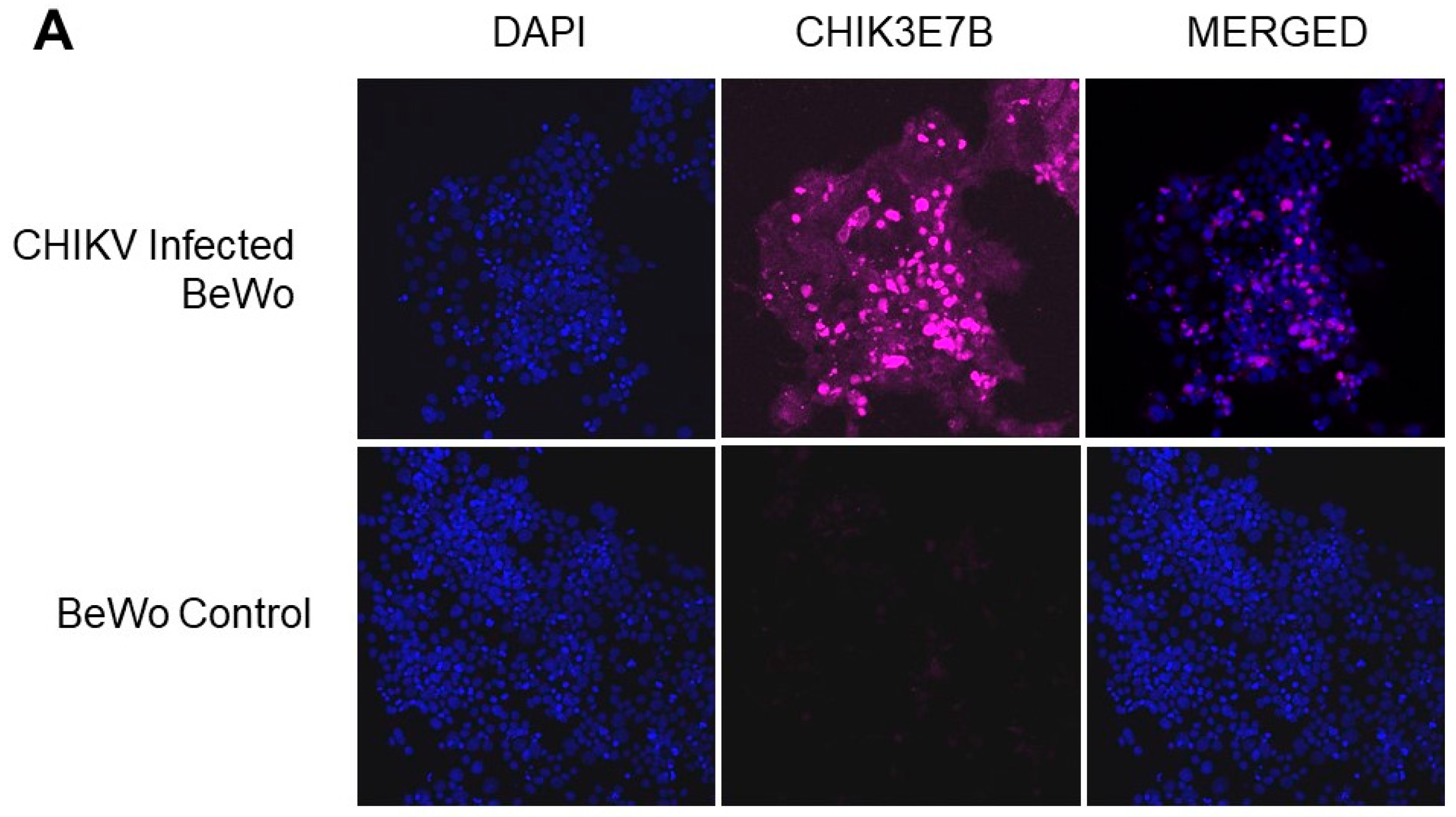 Viruses 12 00262 g002a