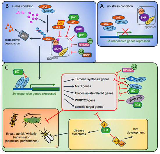 Molecular Insights into Host and Vector Manipulation by Plant Viruses