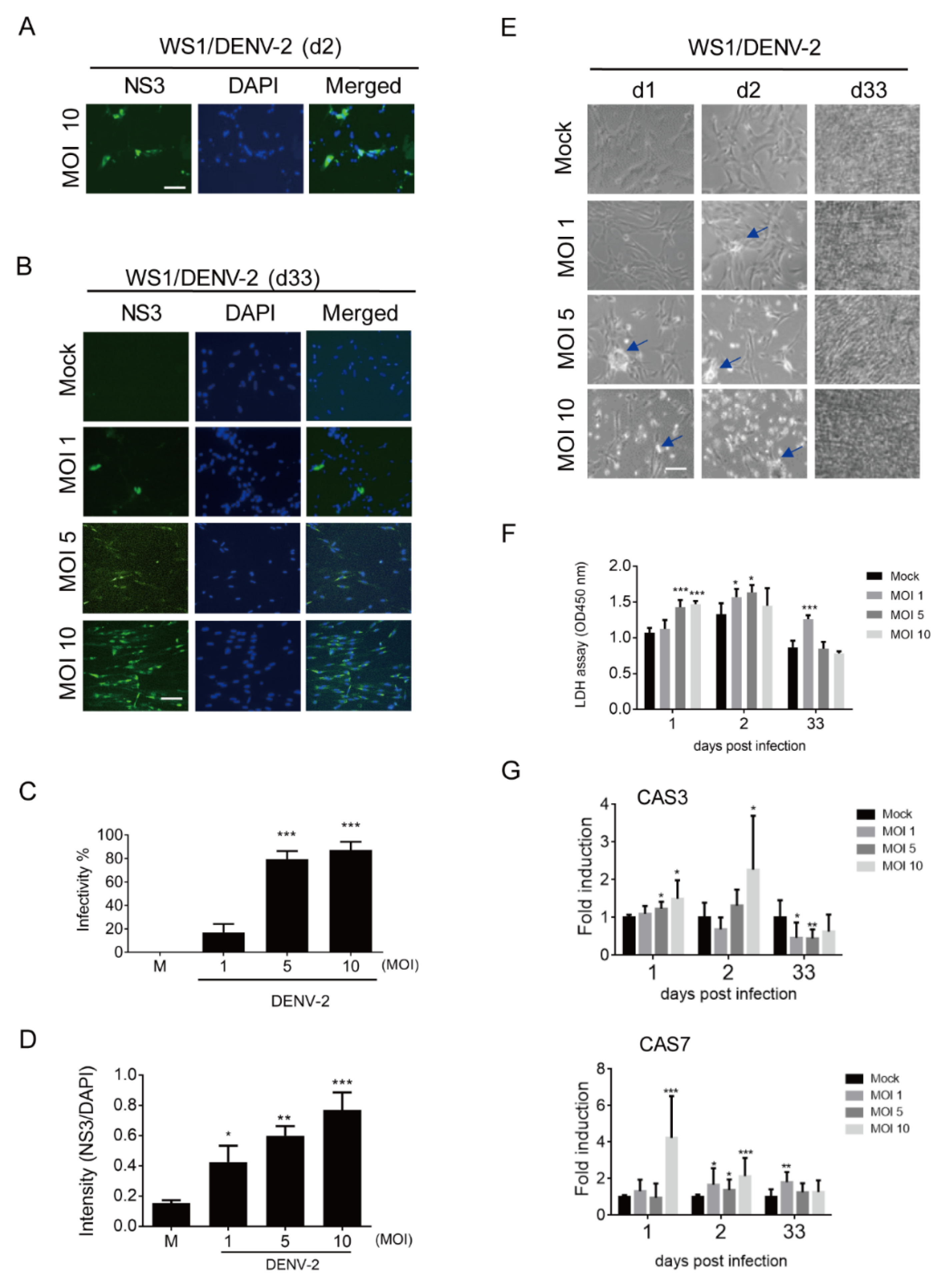 Viruses Free Full Text Assessment Of Prolonged Dengue Virus Infection In Dermal Fibroblasts And Hair Follicle Dermal Papilla Cells Html