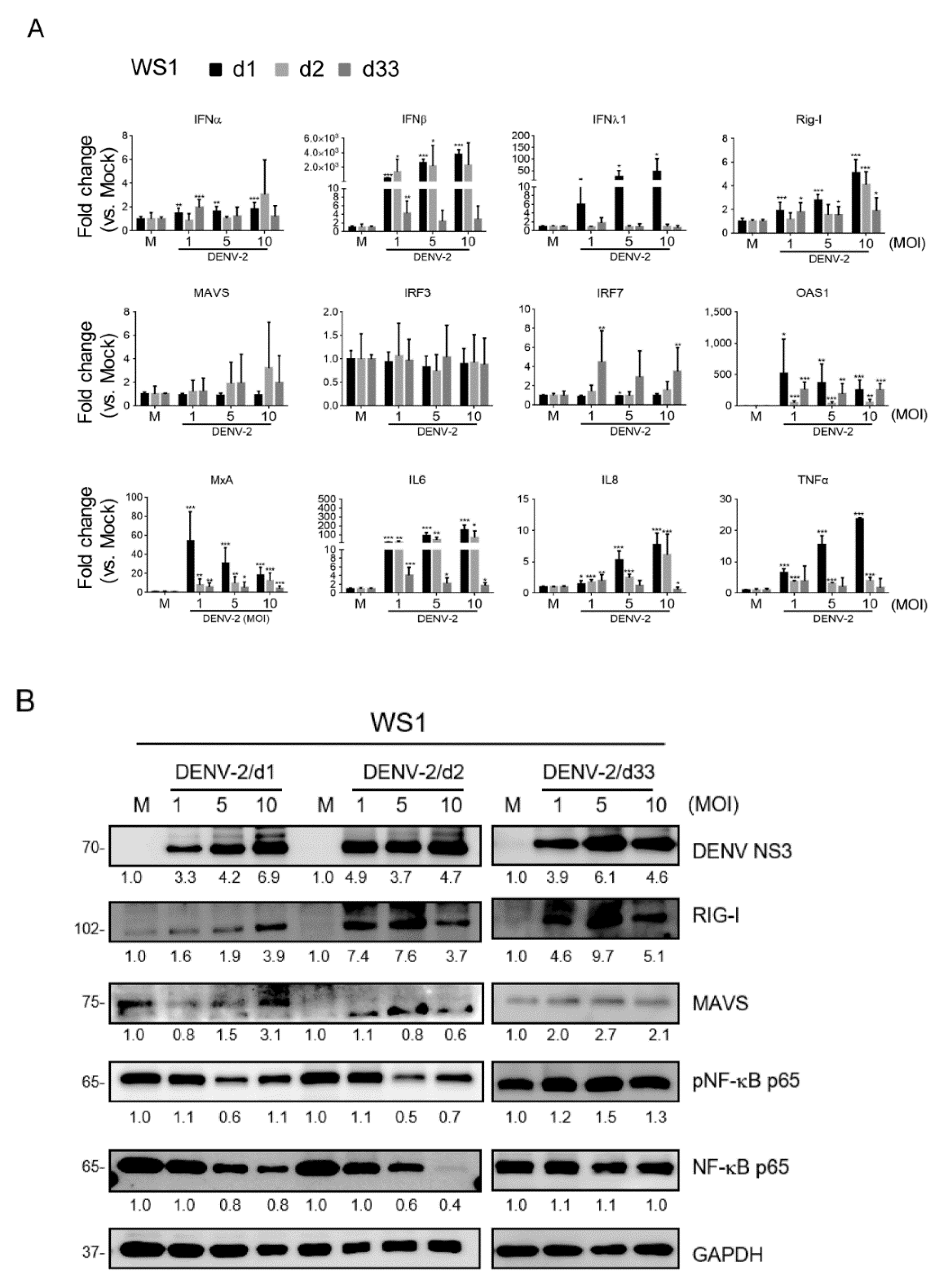 Viruses Free Full Text Assessment Of Prolonged Dengue Virus Infection In Dermal Fibroblasts And Hair Follicle Dermal Papilla Cells Html