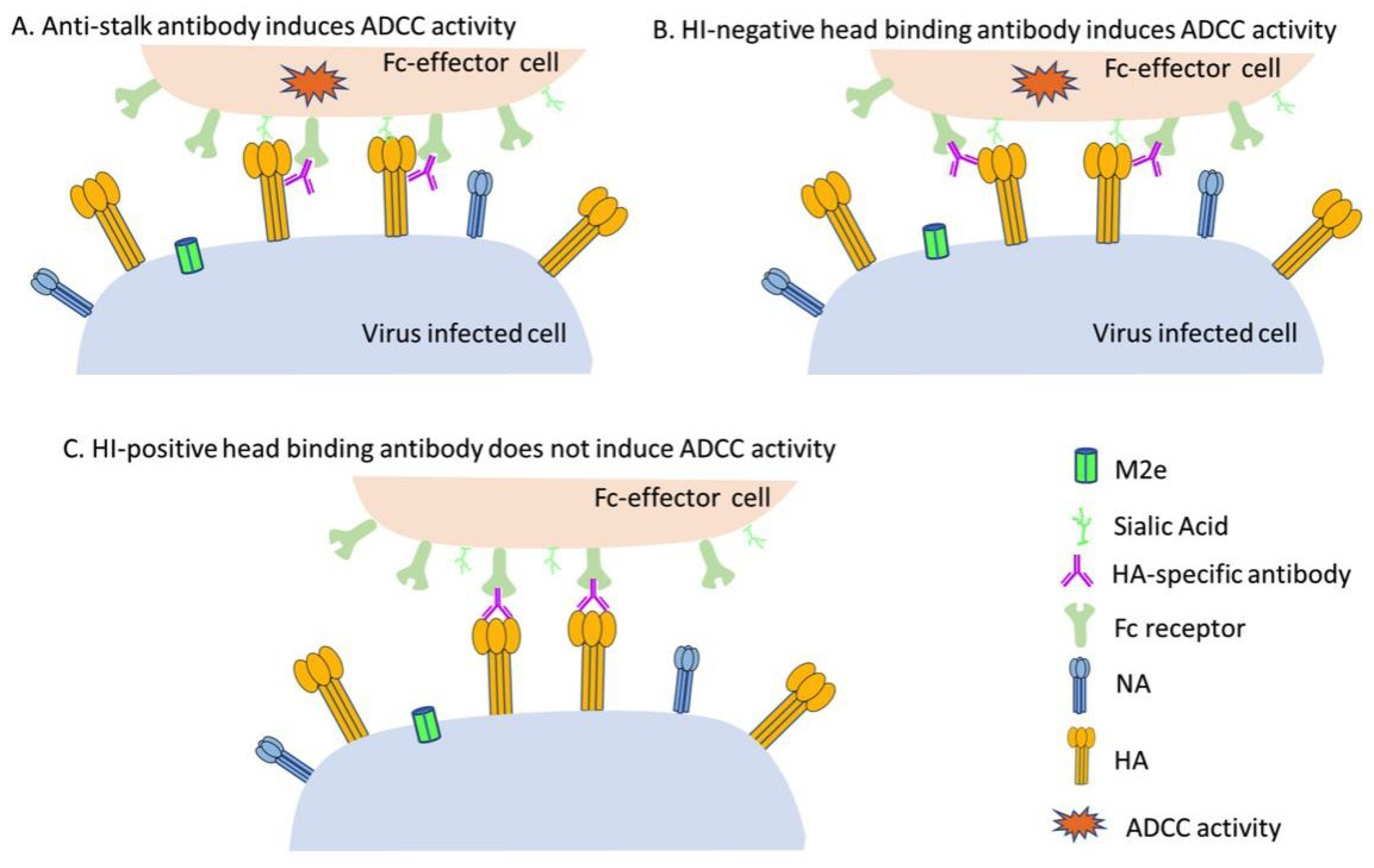 Viruses 12 00276 g003
