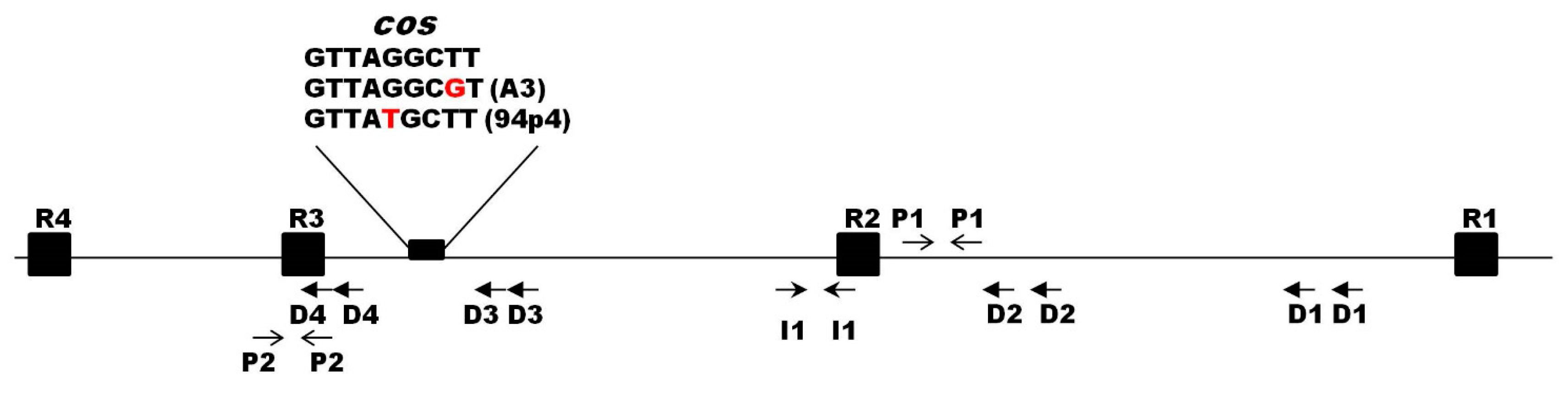 Viruses 12 00280 g004 Viruses 12 00280 g004