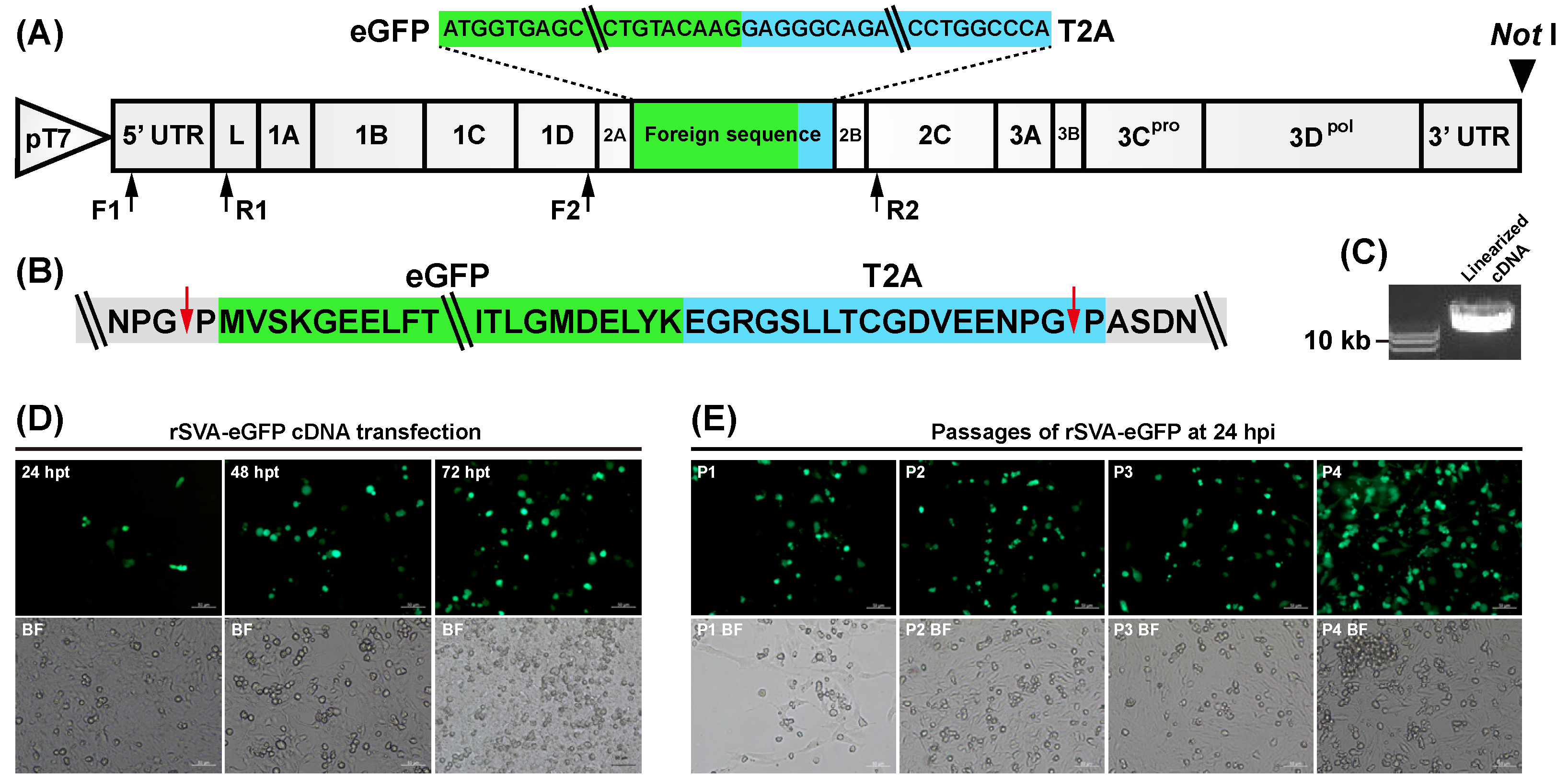 Construction of eGFP-Tagged Senecavirus A for Facilitating Construction of eGFP-Tagged Senecavirus A for Facilitating