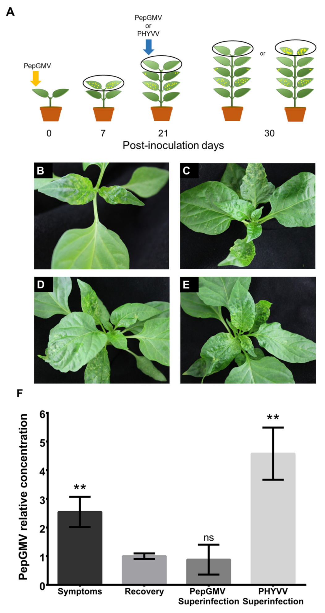Viruses 12 00286 g001 Viruses 12 00286 g001