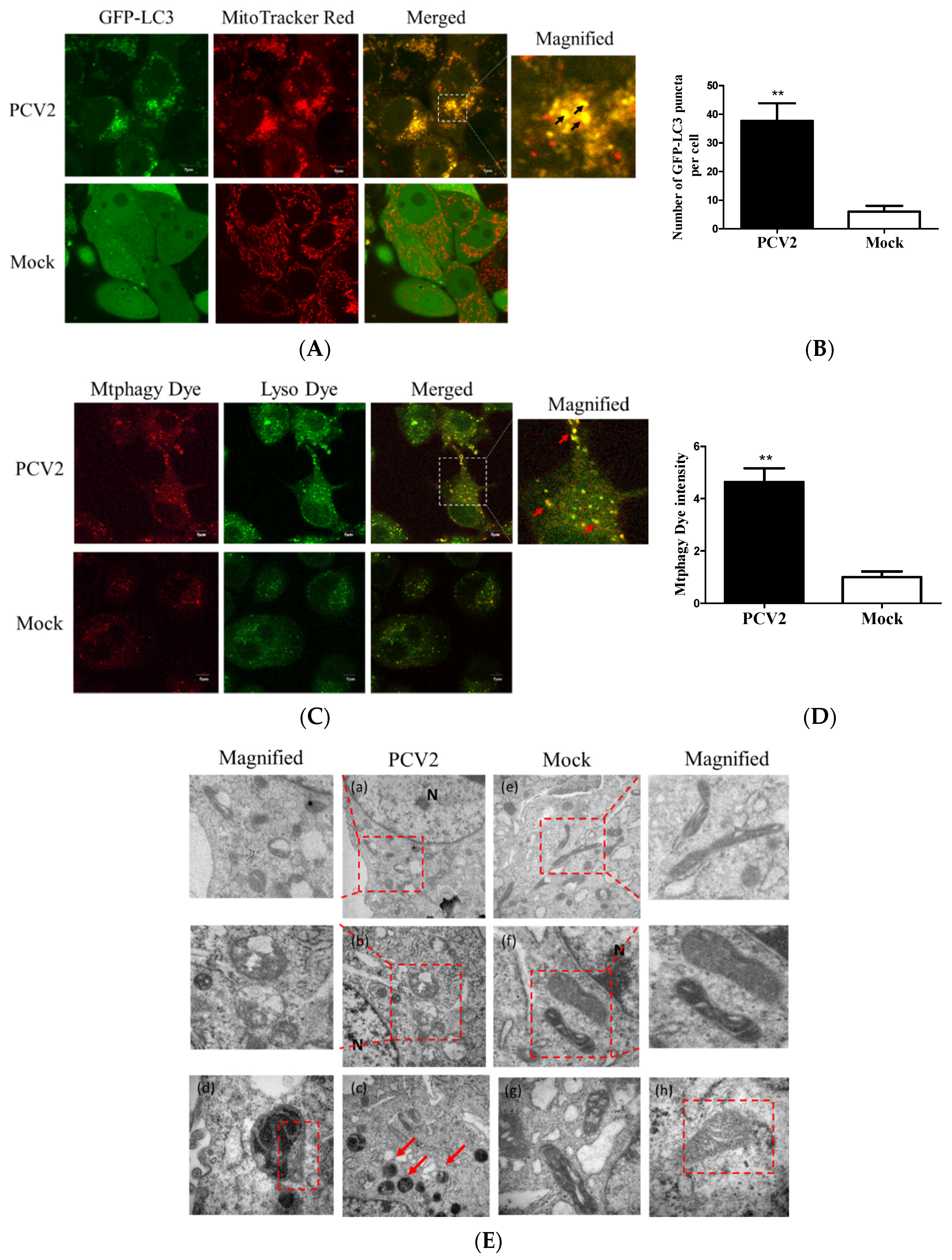Viruses Free Full Text Porcine Circovirus 2 Induction Of Ros Is Responsible For Mitophagy In Pk 15 Cells Via Activation Of Drp1 Phosphorylation Html Viruses Free Full Text Porcine Circovirus 2 Induction Of Ros Is Responsible For Mitophagy In Pk 15 Cells Via Activation Of Drp1 Phosphorylation Html