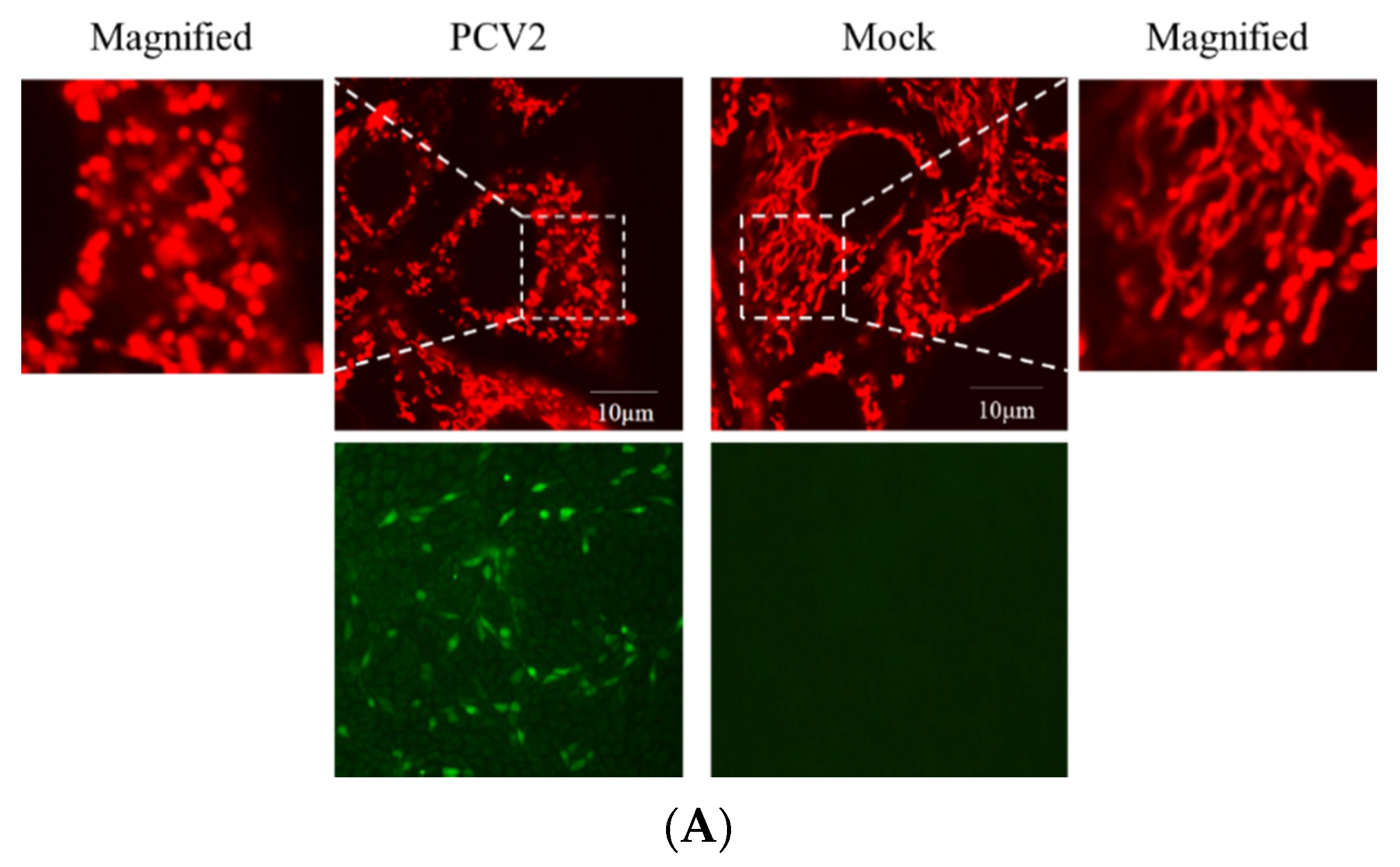 Viruses 12 00289 g002a