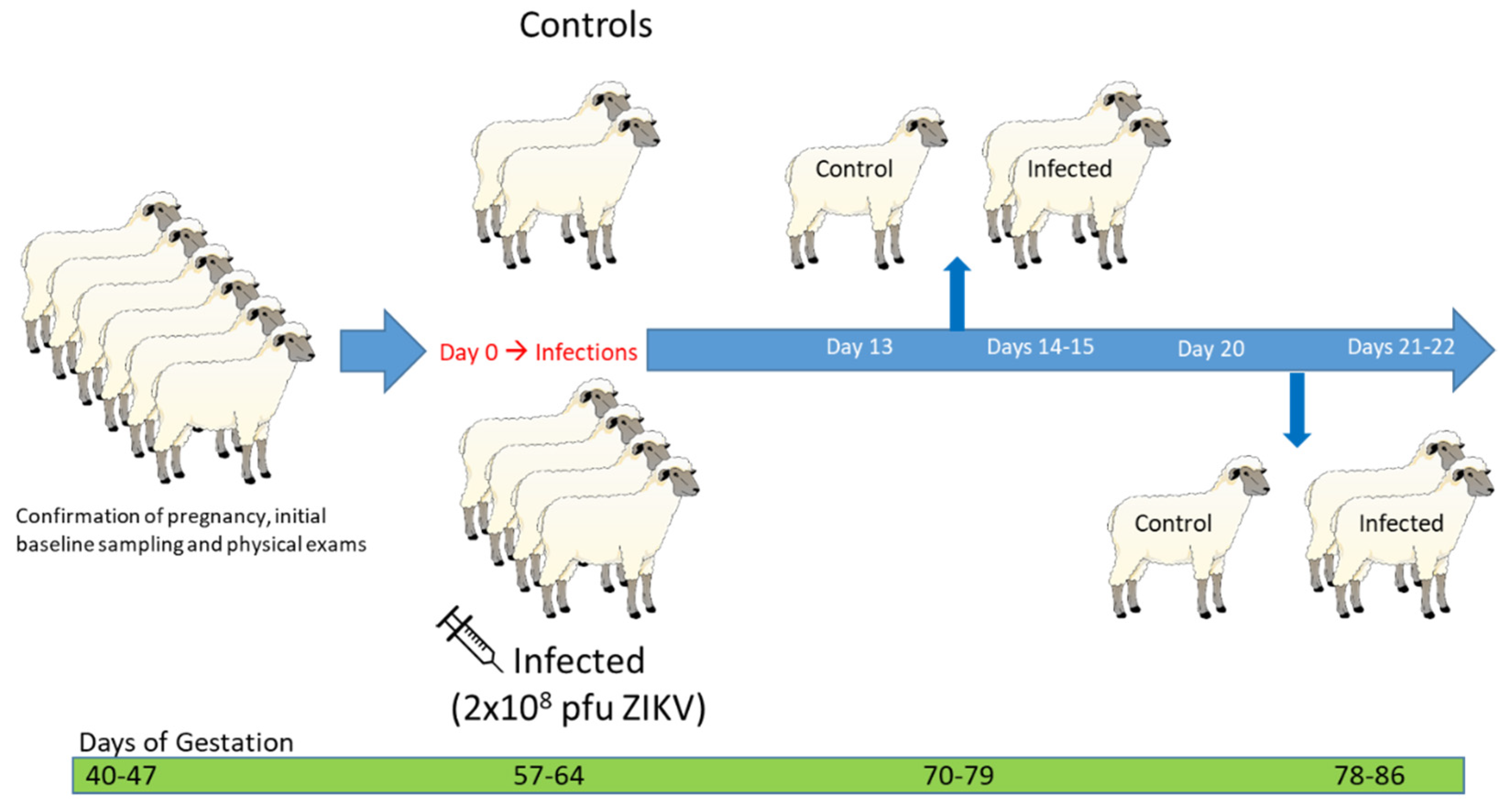 How Long are Sheep Pregnant? Unveil the Lifecycle