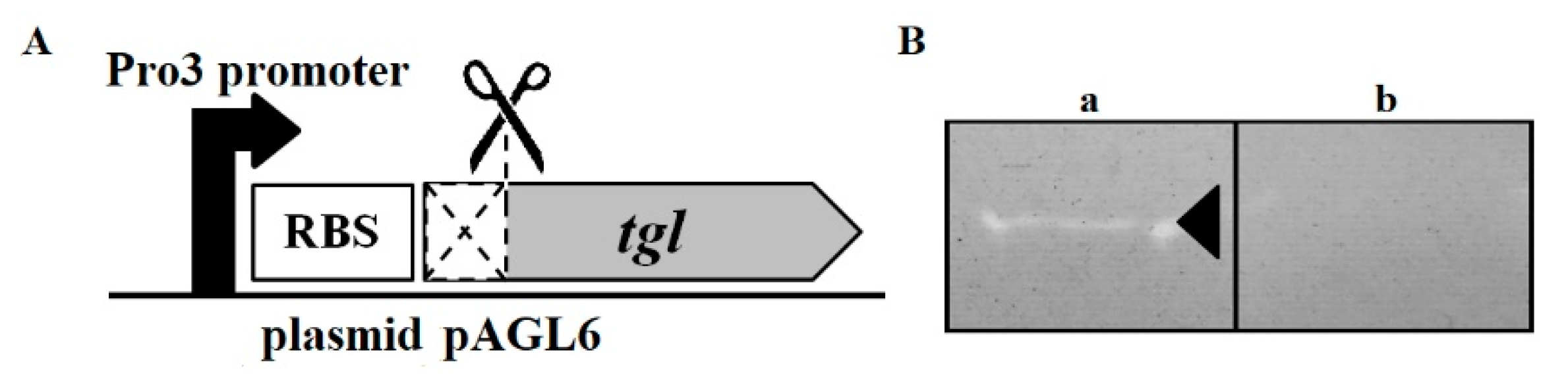 Viruses 12 00292 g004
