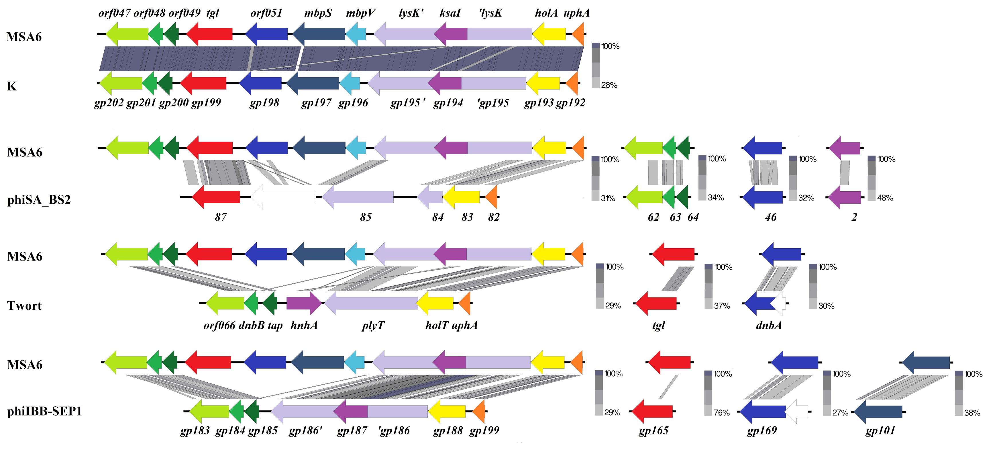 Viruses 12 00292 g008