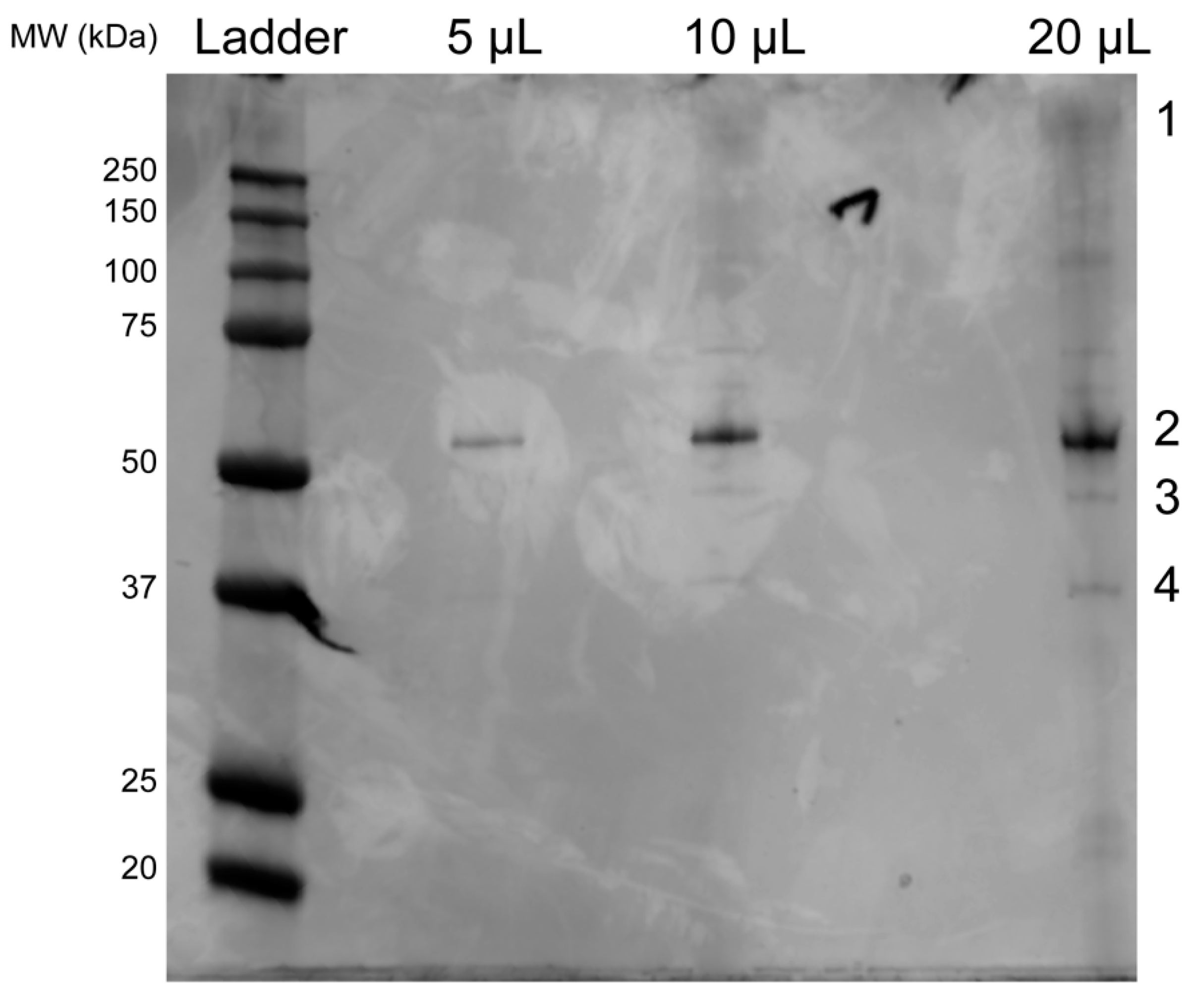 Viruses 12 00294 g007a
