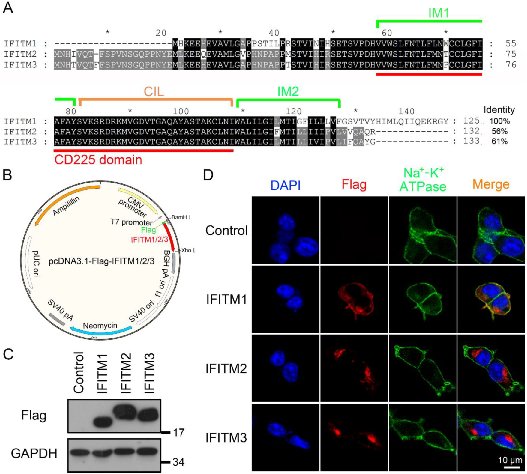 Viruses | Free Full-Text | Topology, Antiviral Functional Residues 