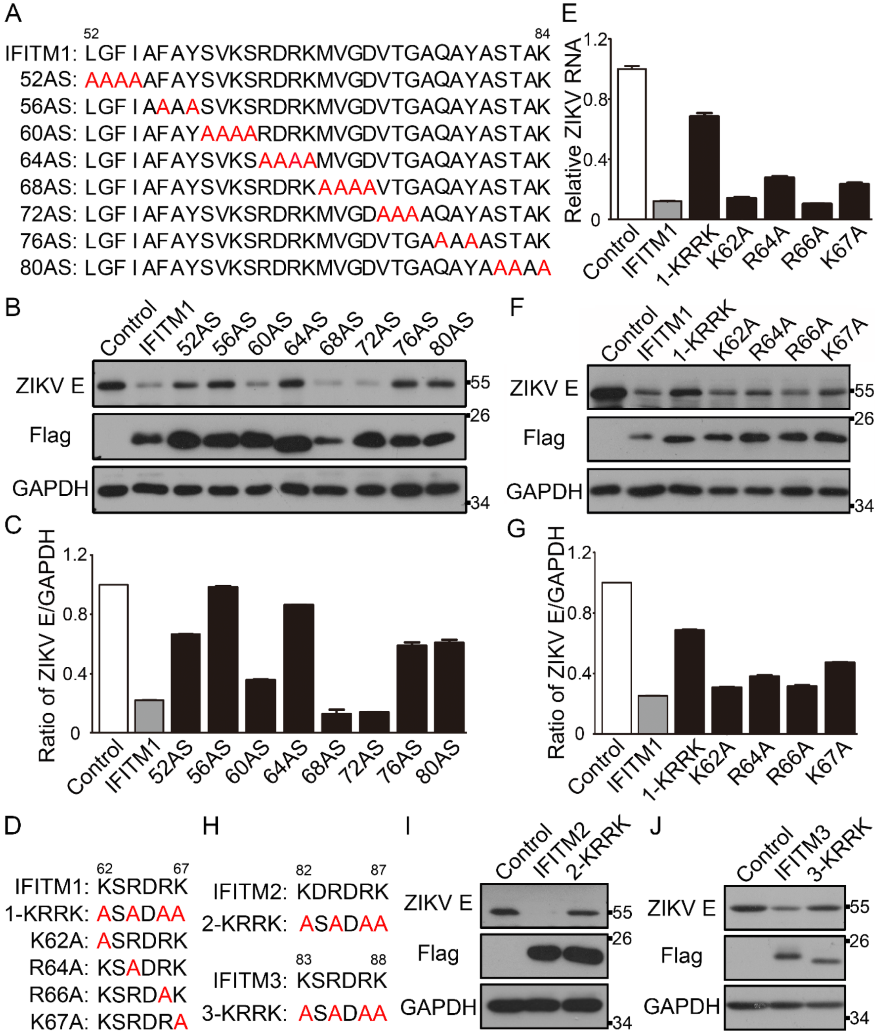 Viruses | Free Full-Text | Topology, Antiviral Functional Residues 