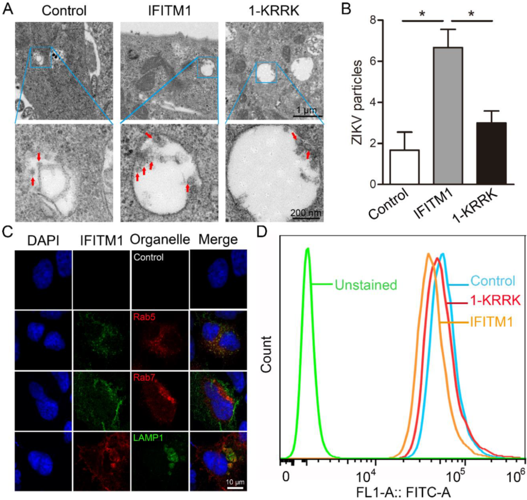 Viruses 12 00295 g006 Viruses 12 00295 g006