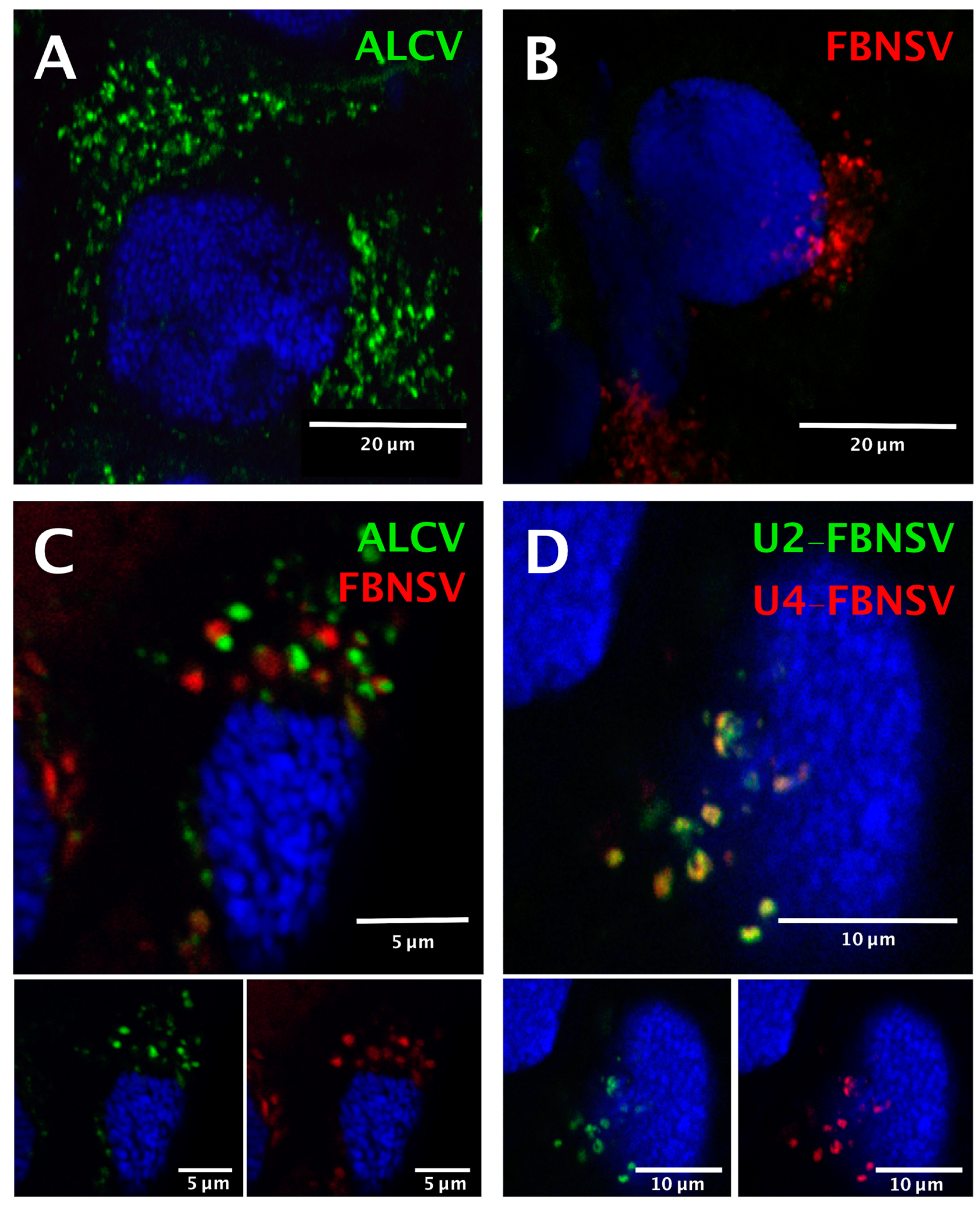 Viruses 12 00299 g003 Viruses 12 00299 g003