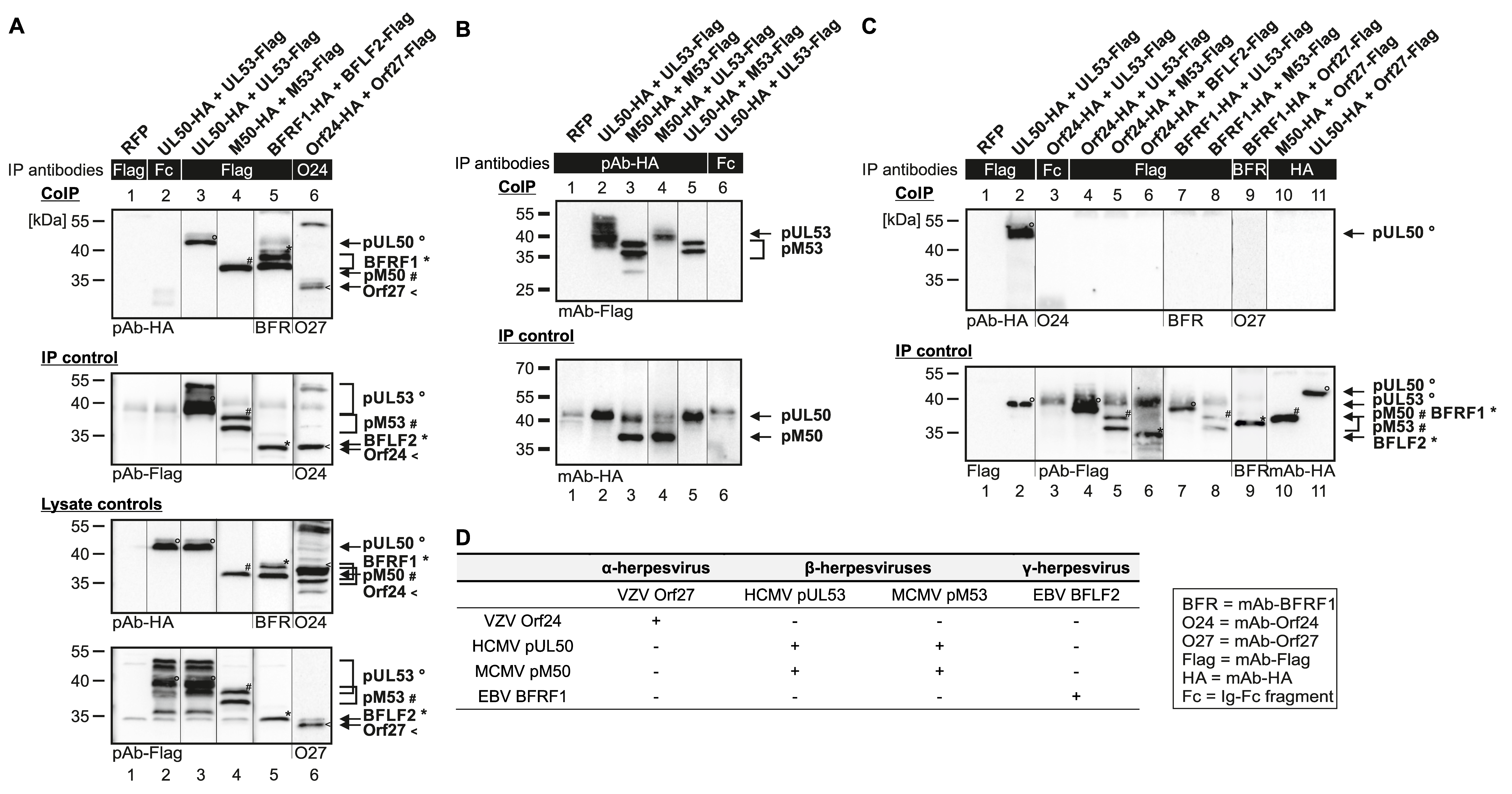 Viruses 12 00303 g003 Viruses 12 00303 g003