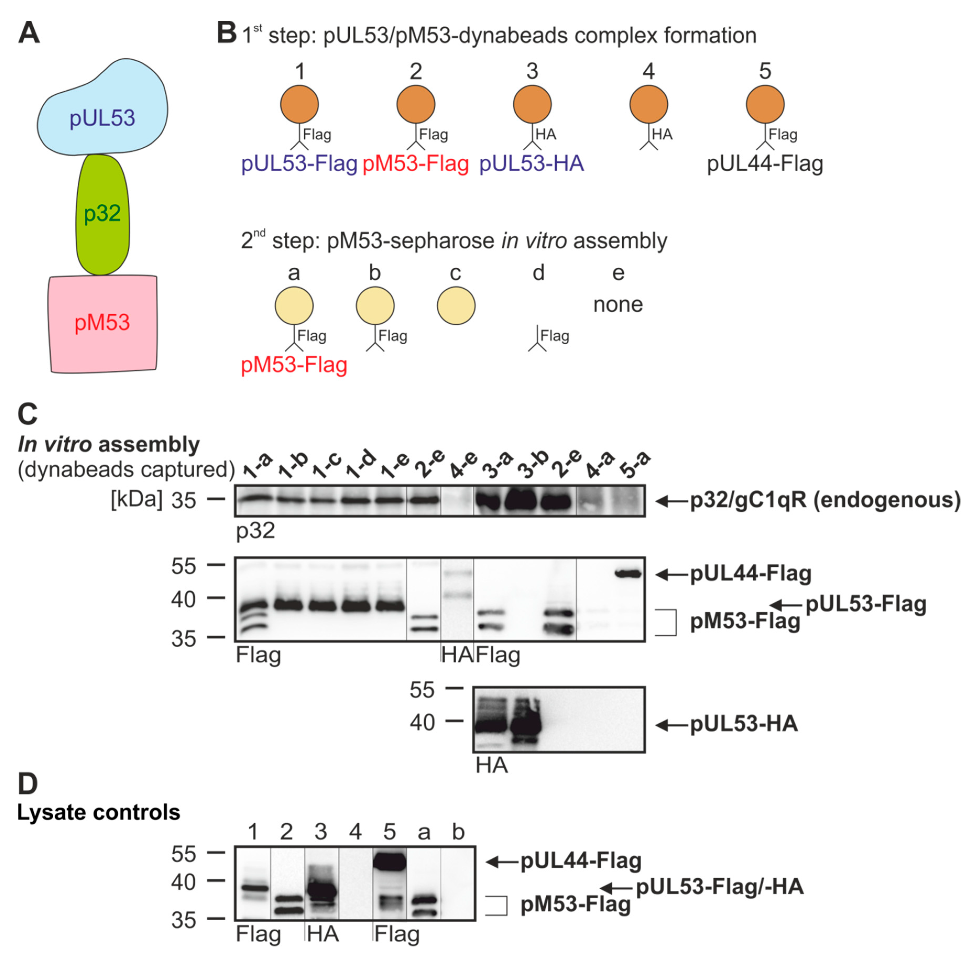 Viruses 12 00303 g005 Viruses 12 00303 g005