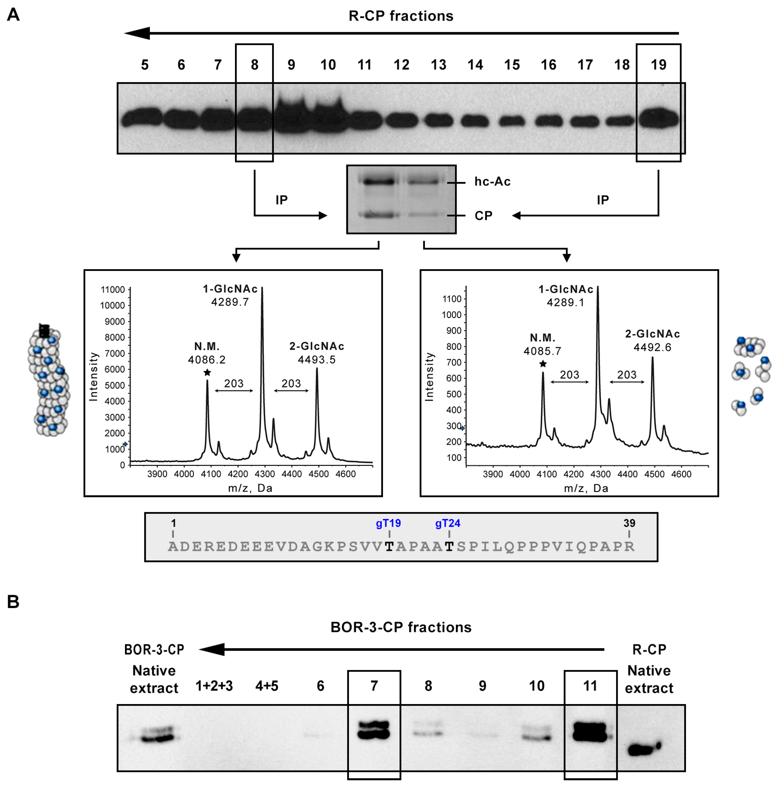 Viruses 12 00308 g001 Viruses 12 00308 g001
