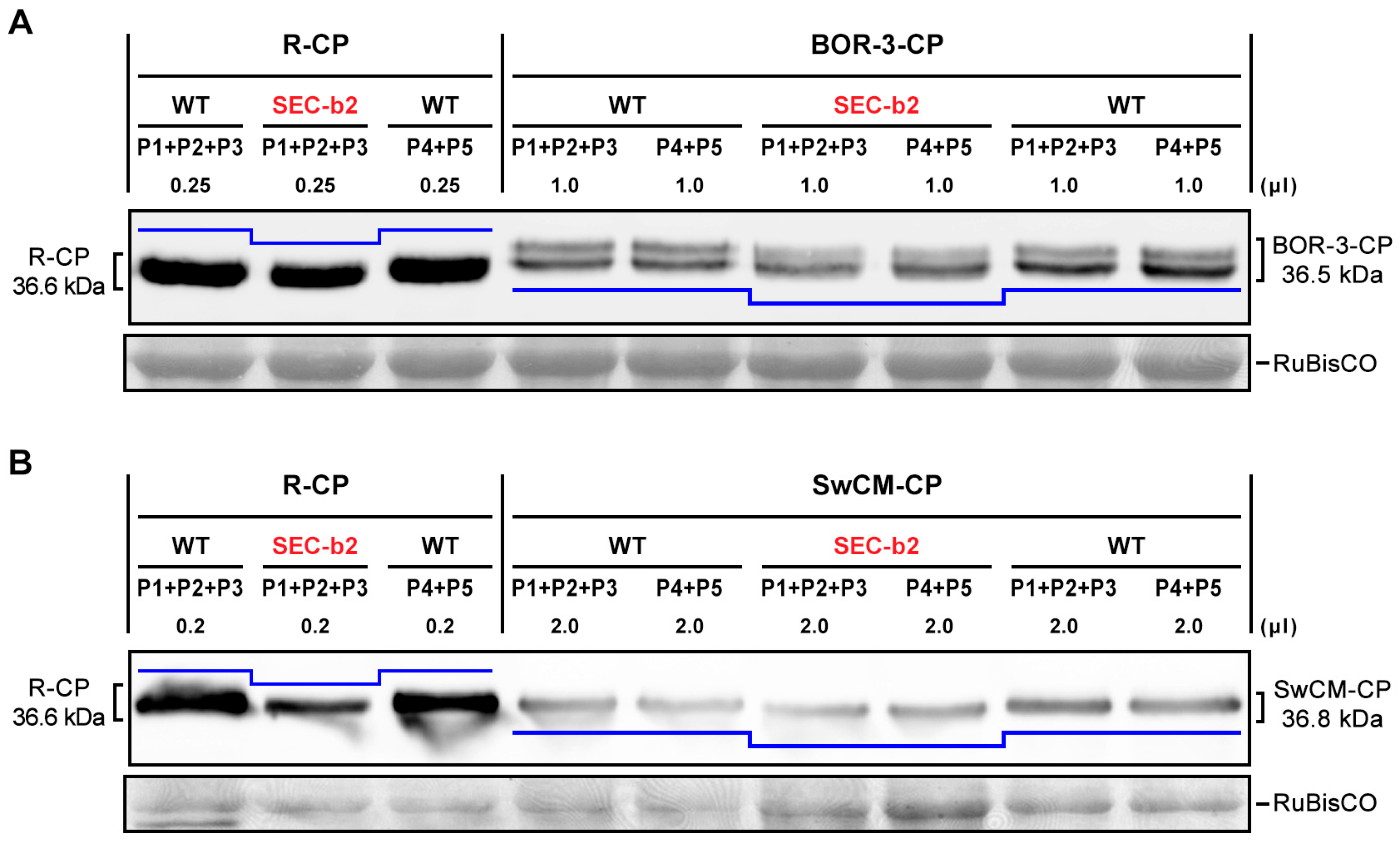 Viruses 12 00308 g003 Viruses 12 00308 g003