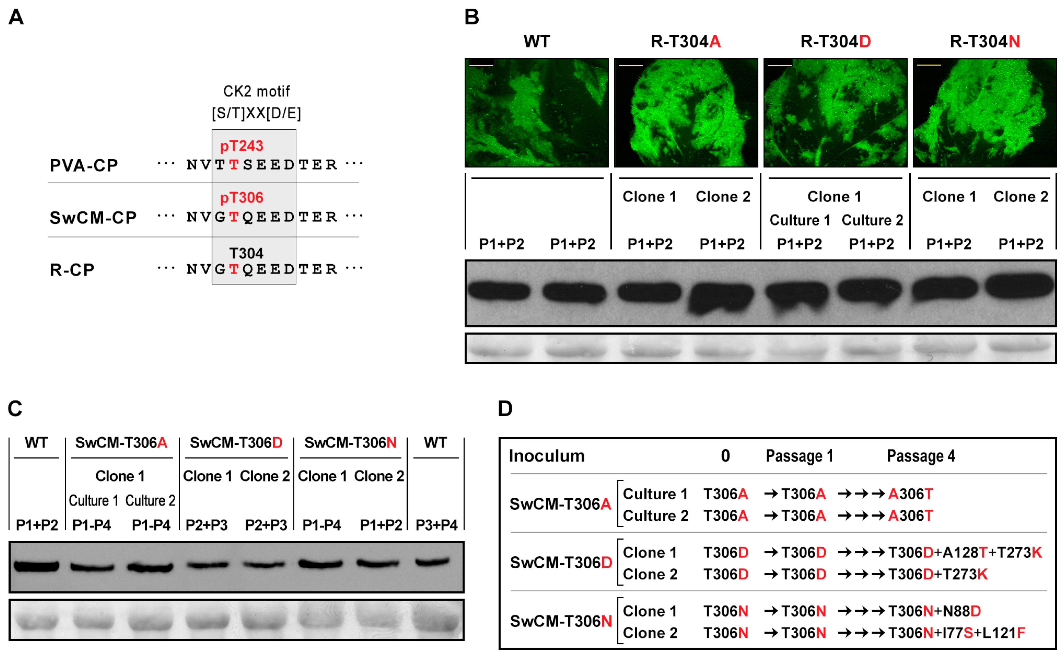 Viruses 12 00308 g005 Viruses 12 00308 g005