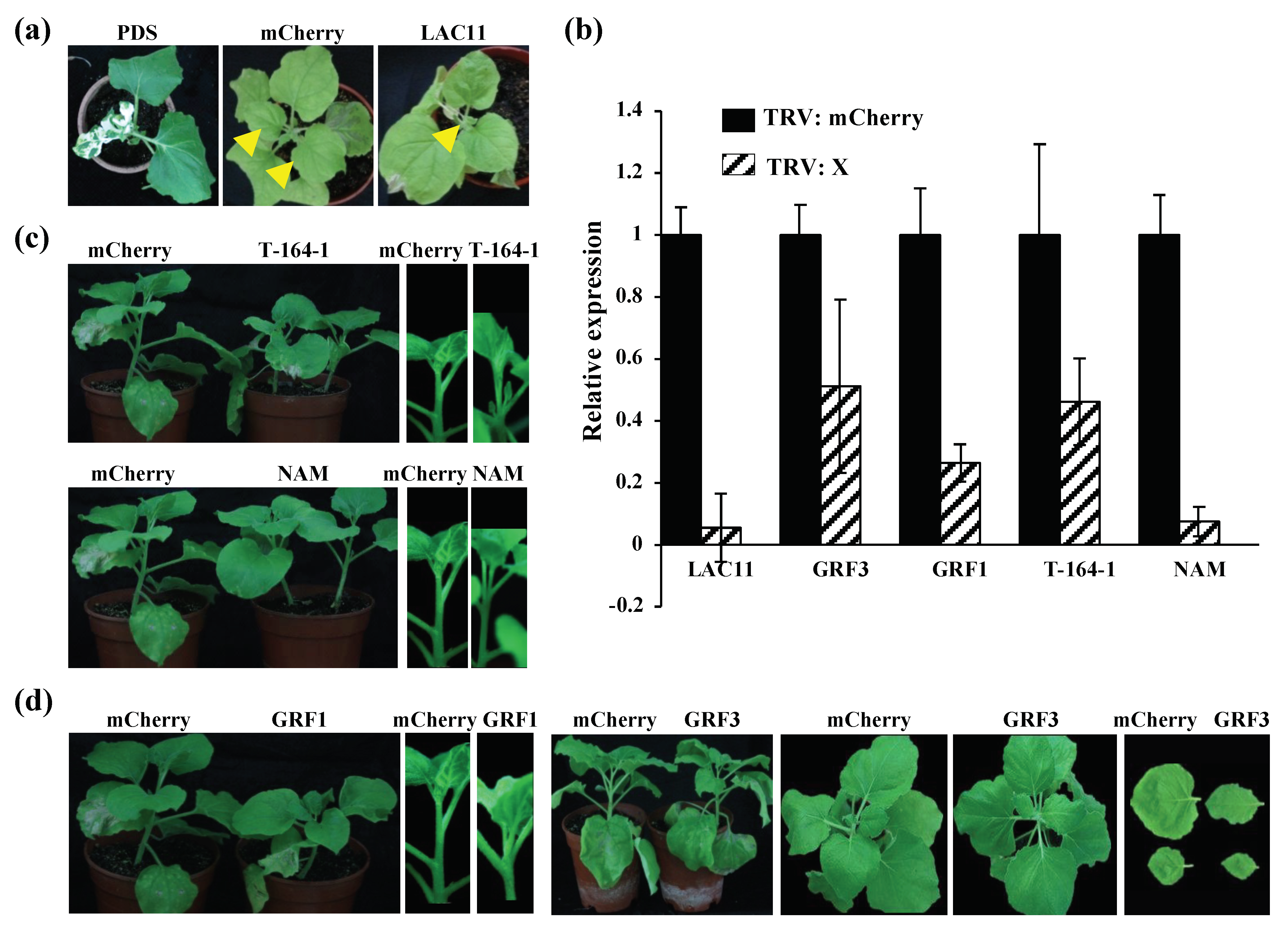 Viruses 12 00310 g005 Viruses 12 00310 g005