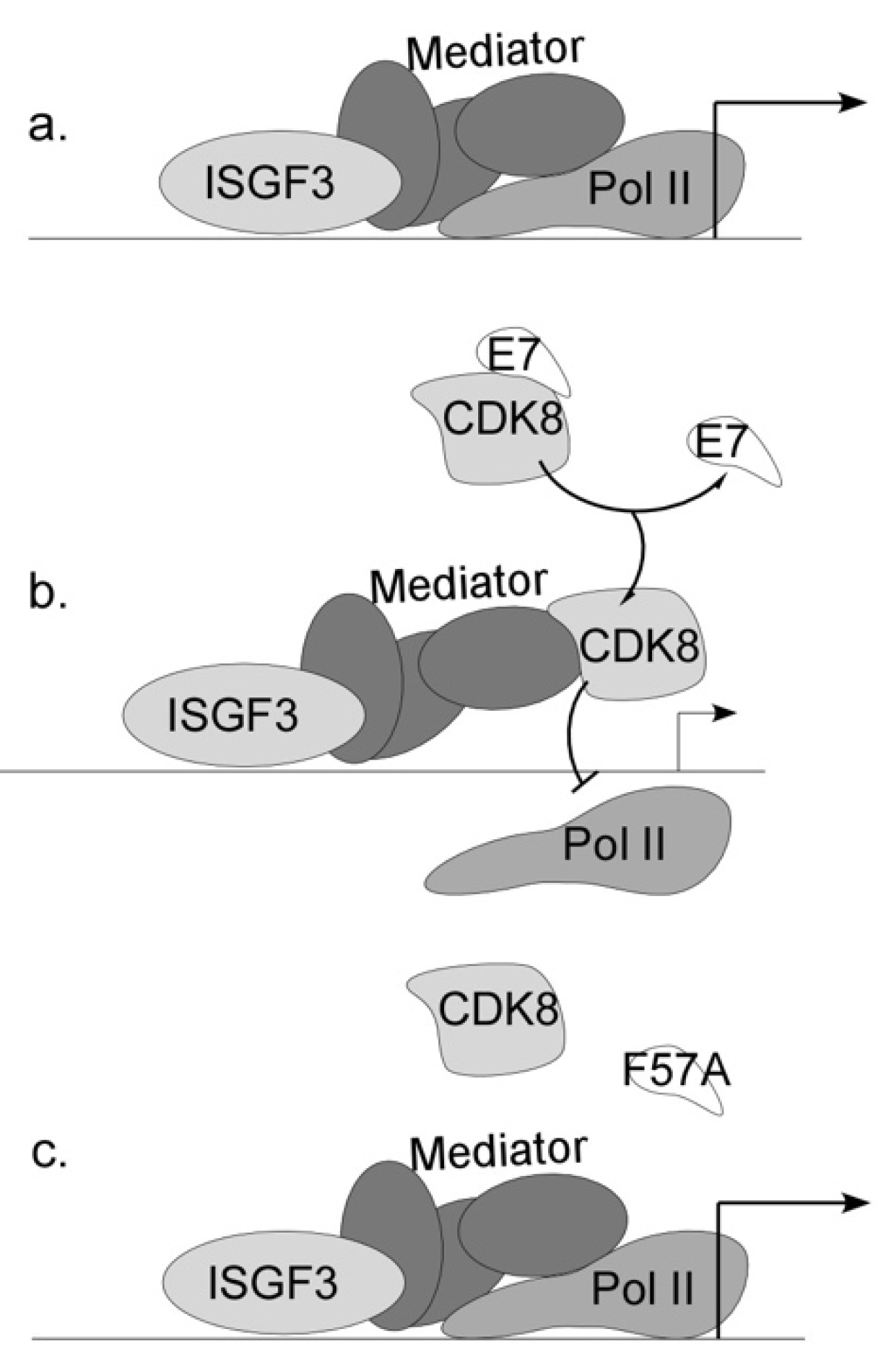 Viruses 12 00311 g008 Viruses 12 00311 g008