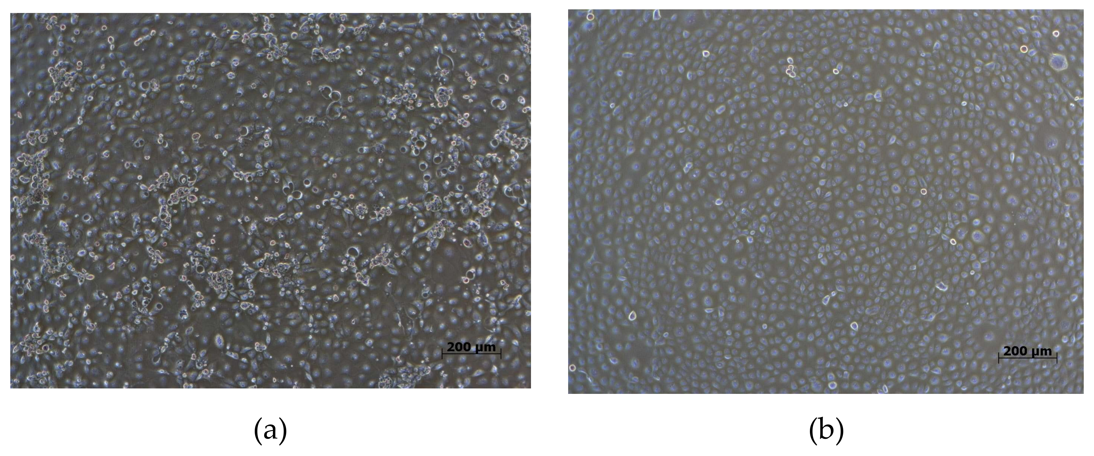 Viruses 12 00316 g002