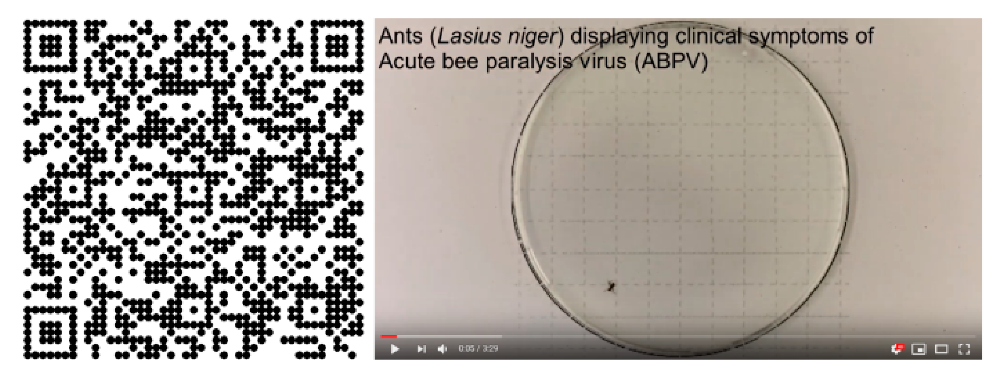 Viruses 12 00321 g002 Viruses 12 00321 g002