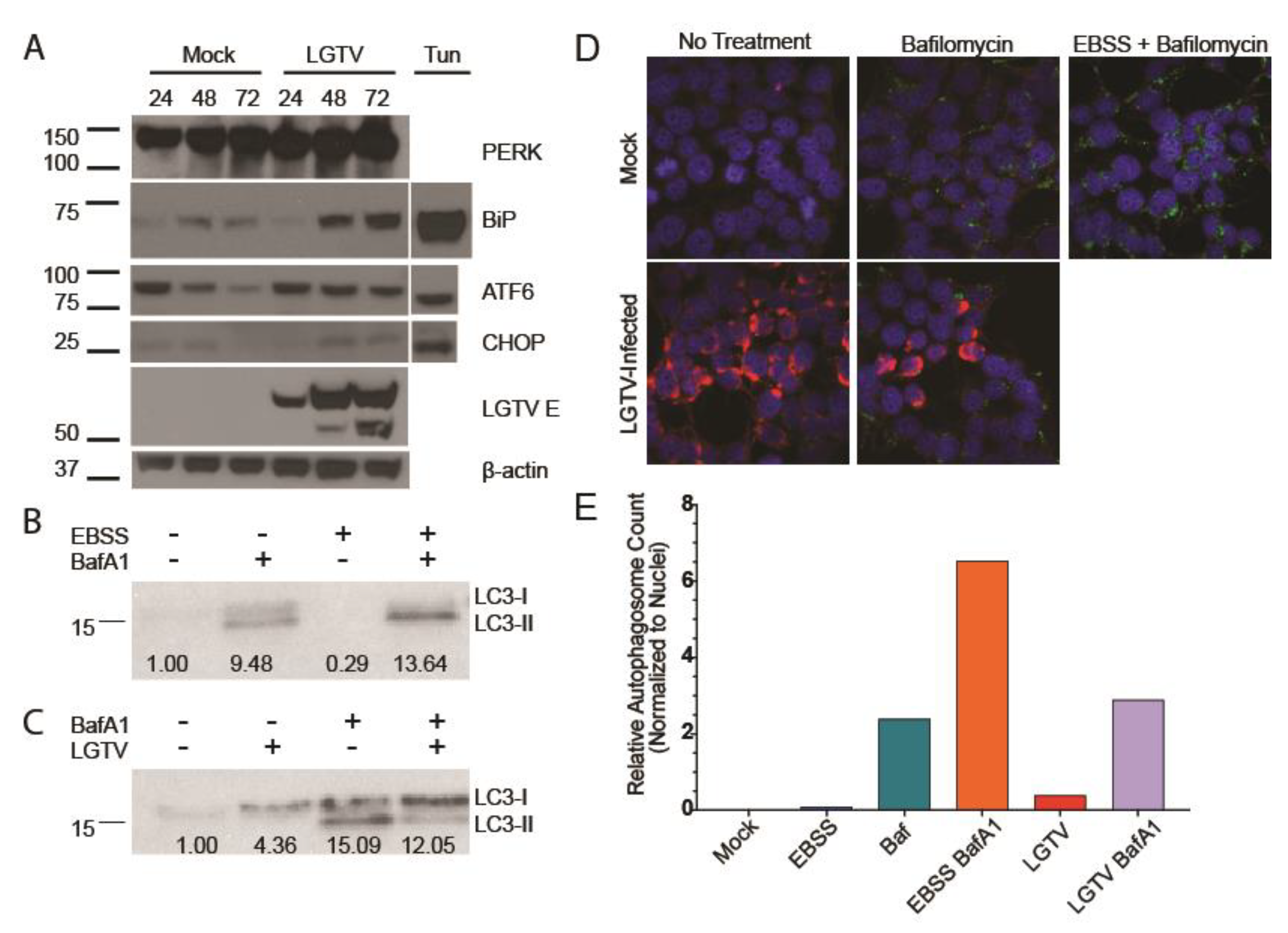 Viruses 12 00328 g001 Viruses 12 00328 g001