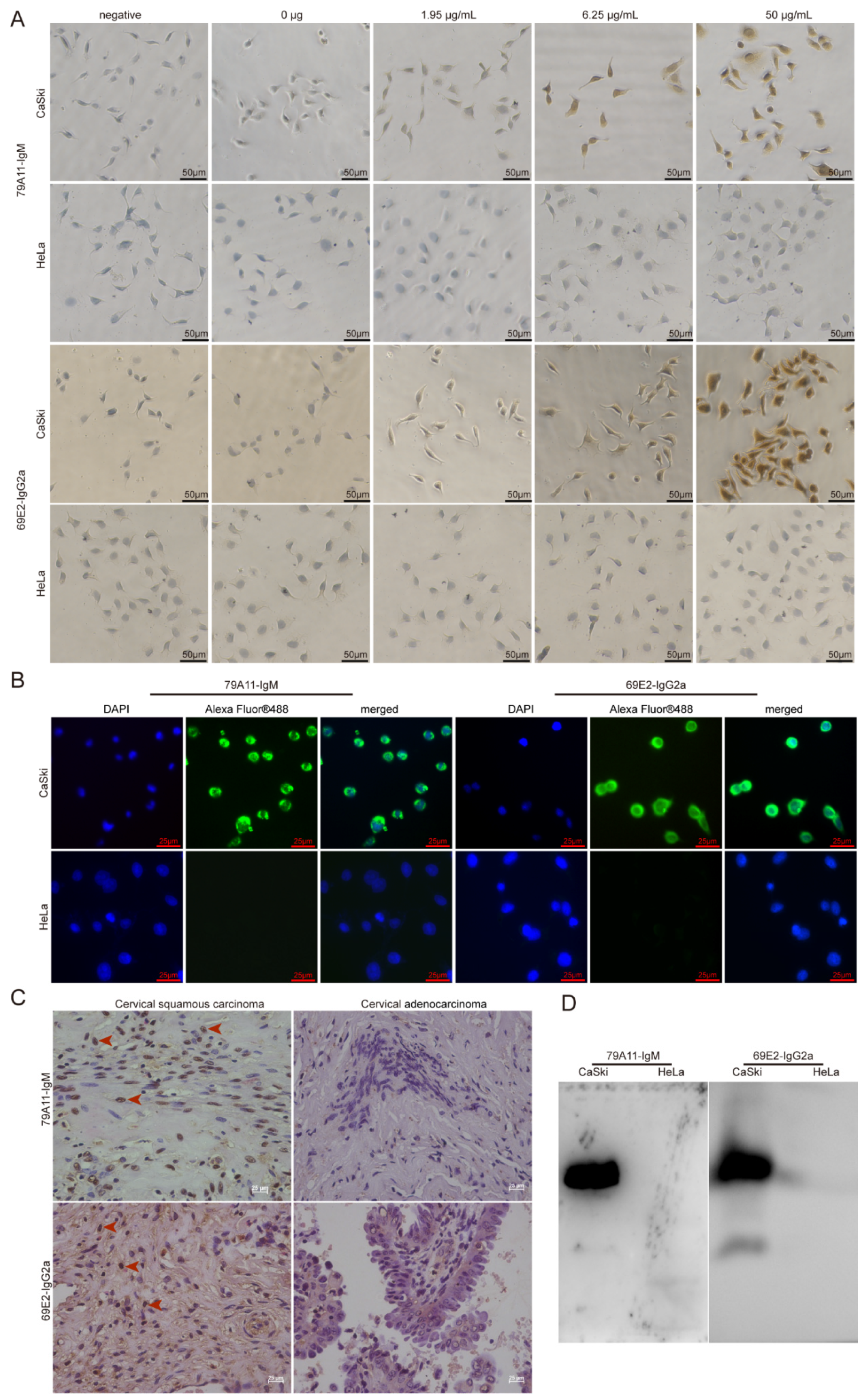 Viruses 12 00333 g004