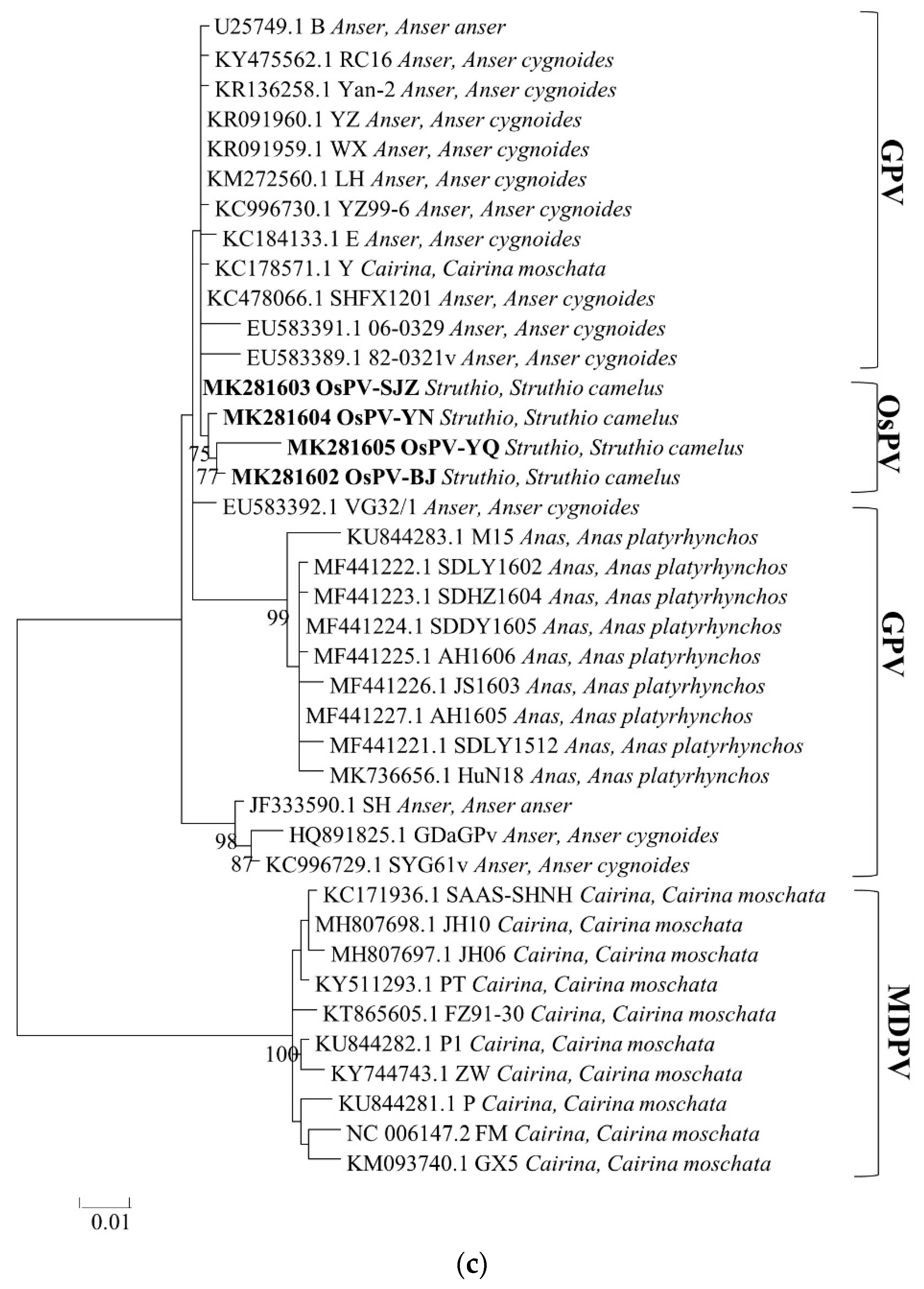 Viruses 12 00334 g002c