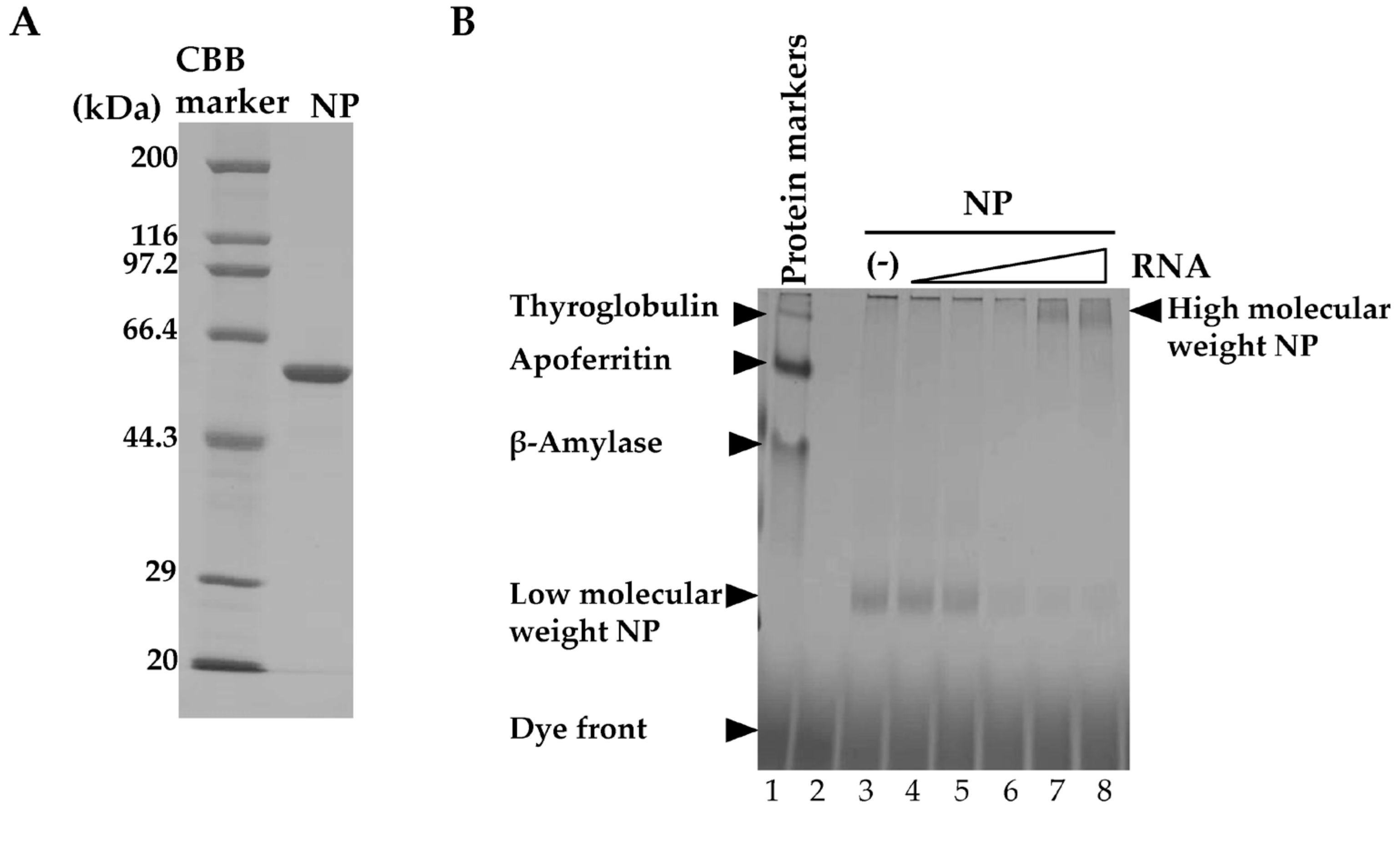 Viruses 12 00337 g001a