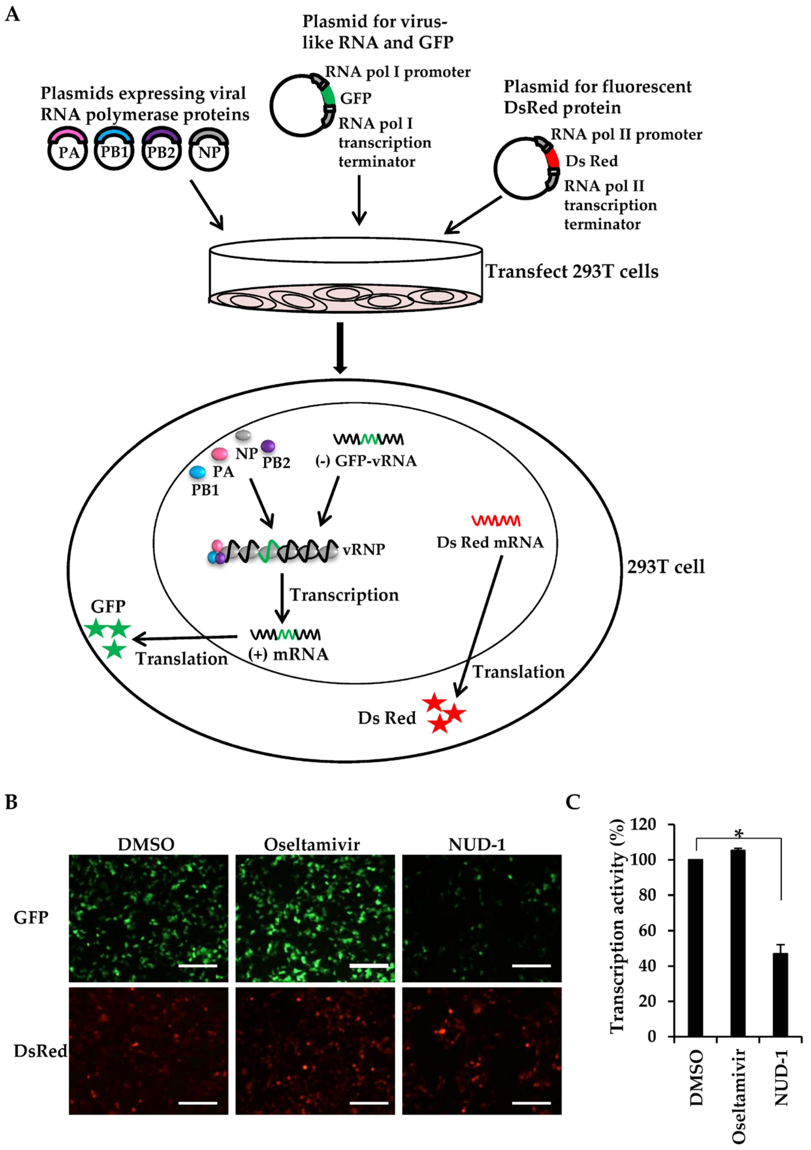 Viruses 12 00337 g002