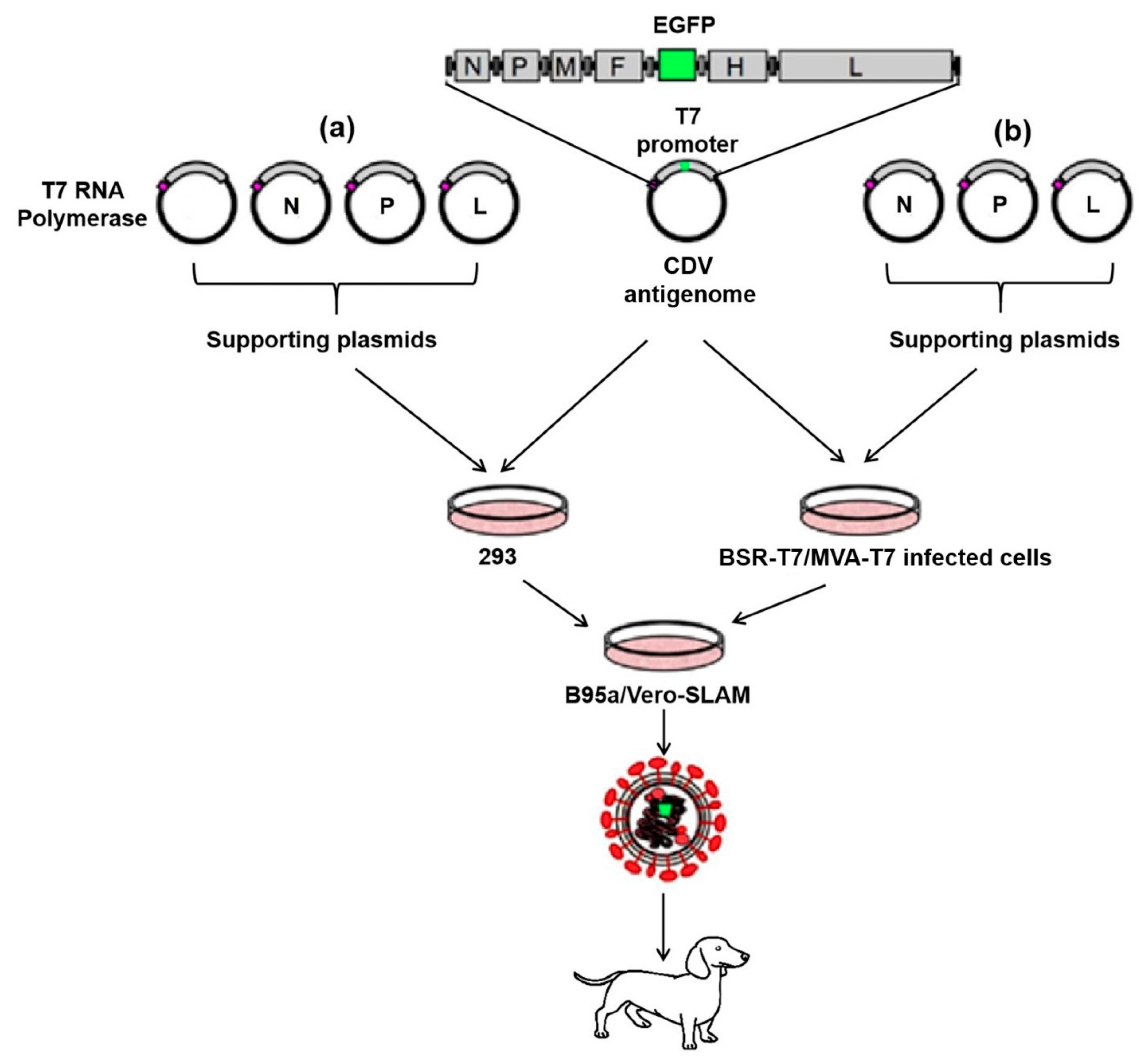 Viruses Free FullText Viral Pathogenesis, Vaccines