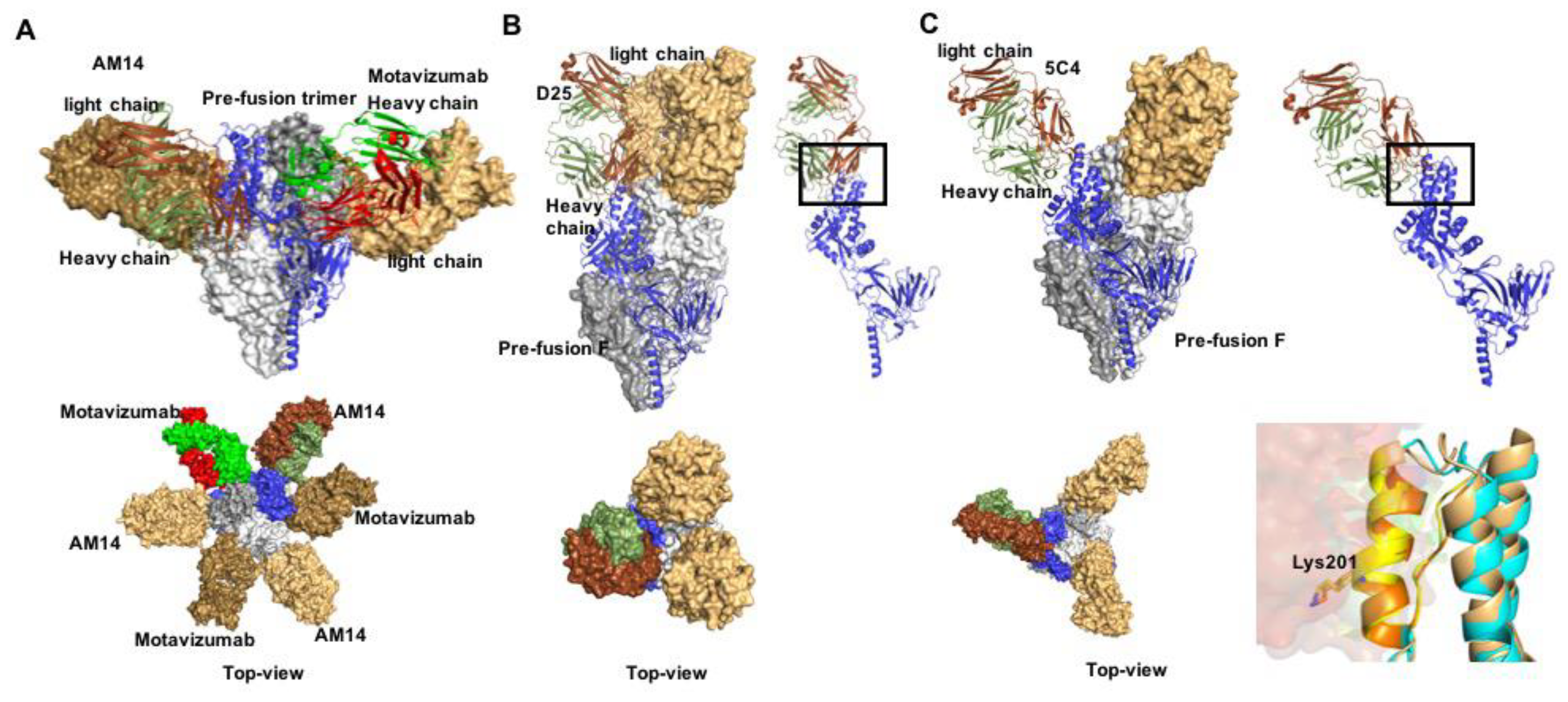 Viruses 12 00342 g003