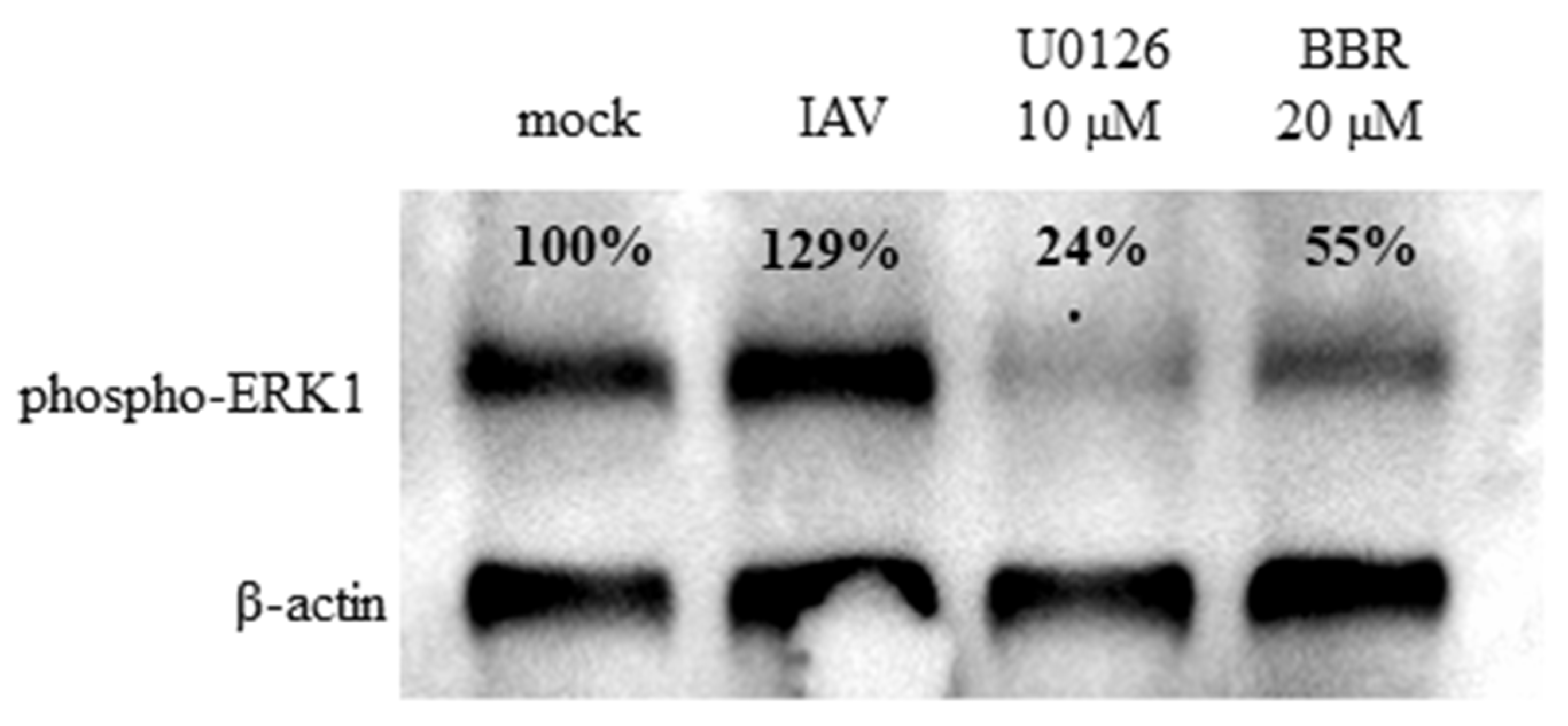 Viruses 12 00344 g006