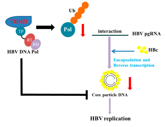 viruses march 2020 browse articles