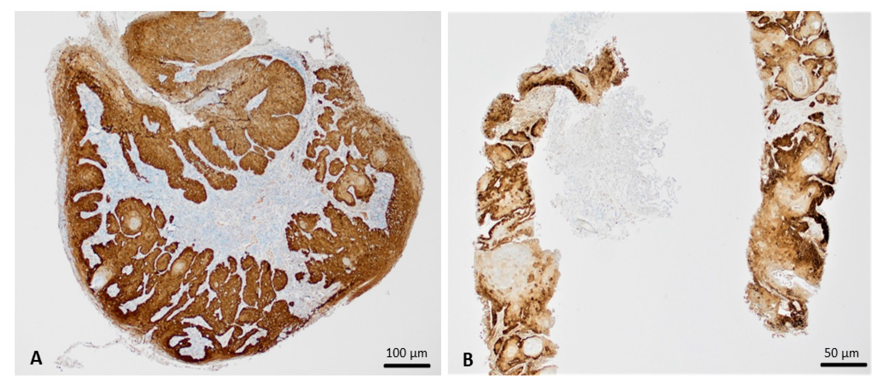 Viruses 12 00349 g003 Viruses 12 00349 g003