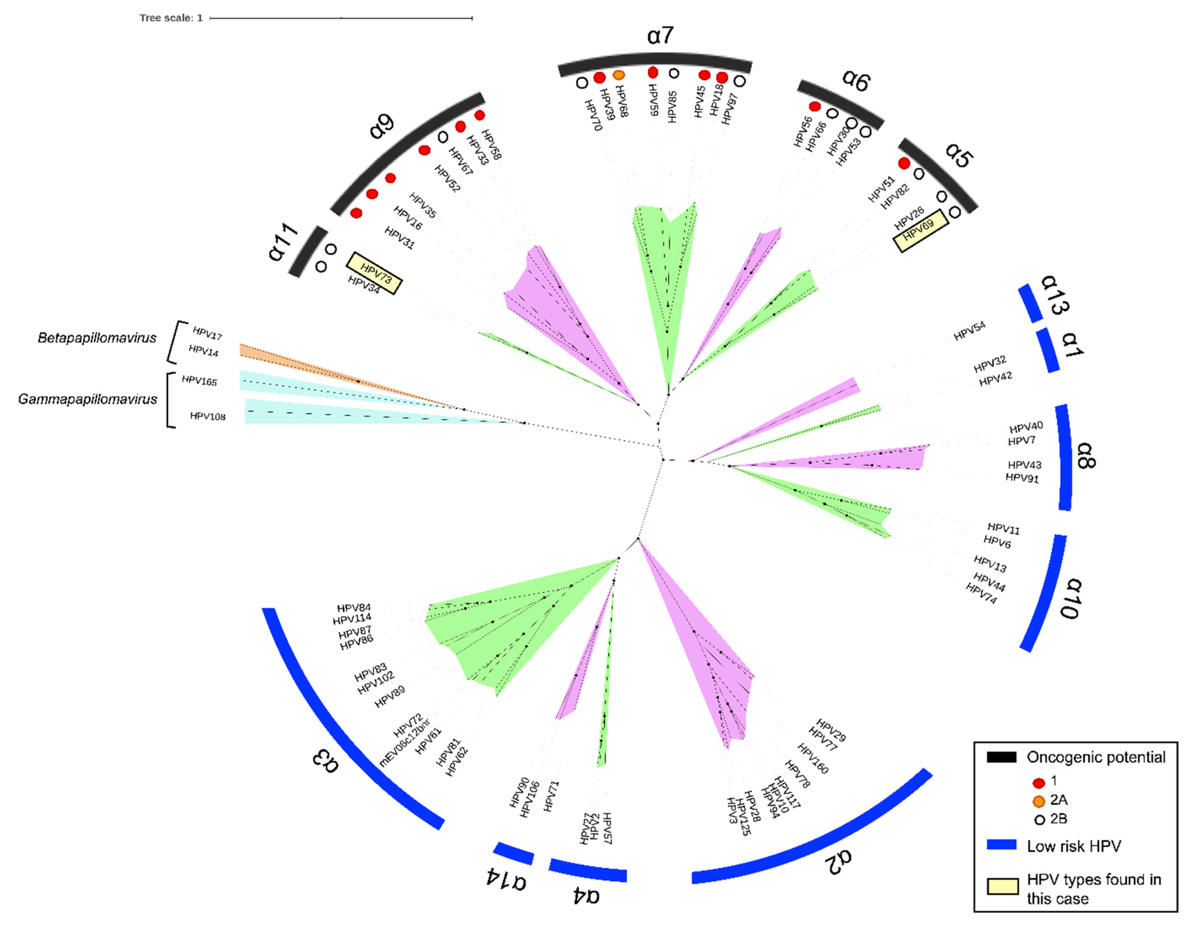 Viruses 12 00349 g004 Viruses 12 00349 g004