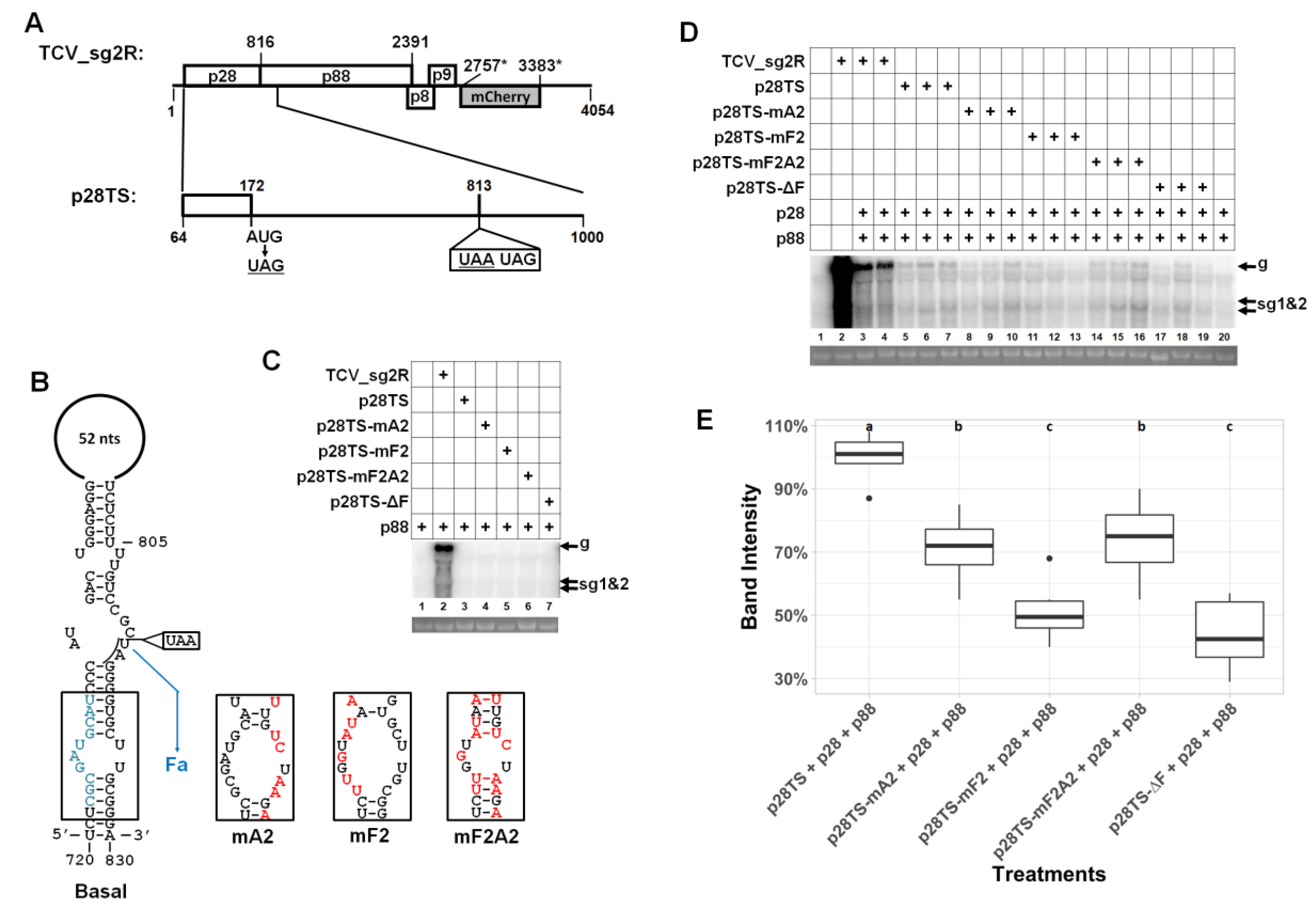 Viruses 12 00350 g005