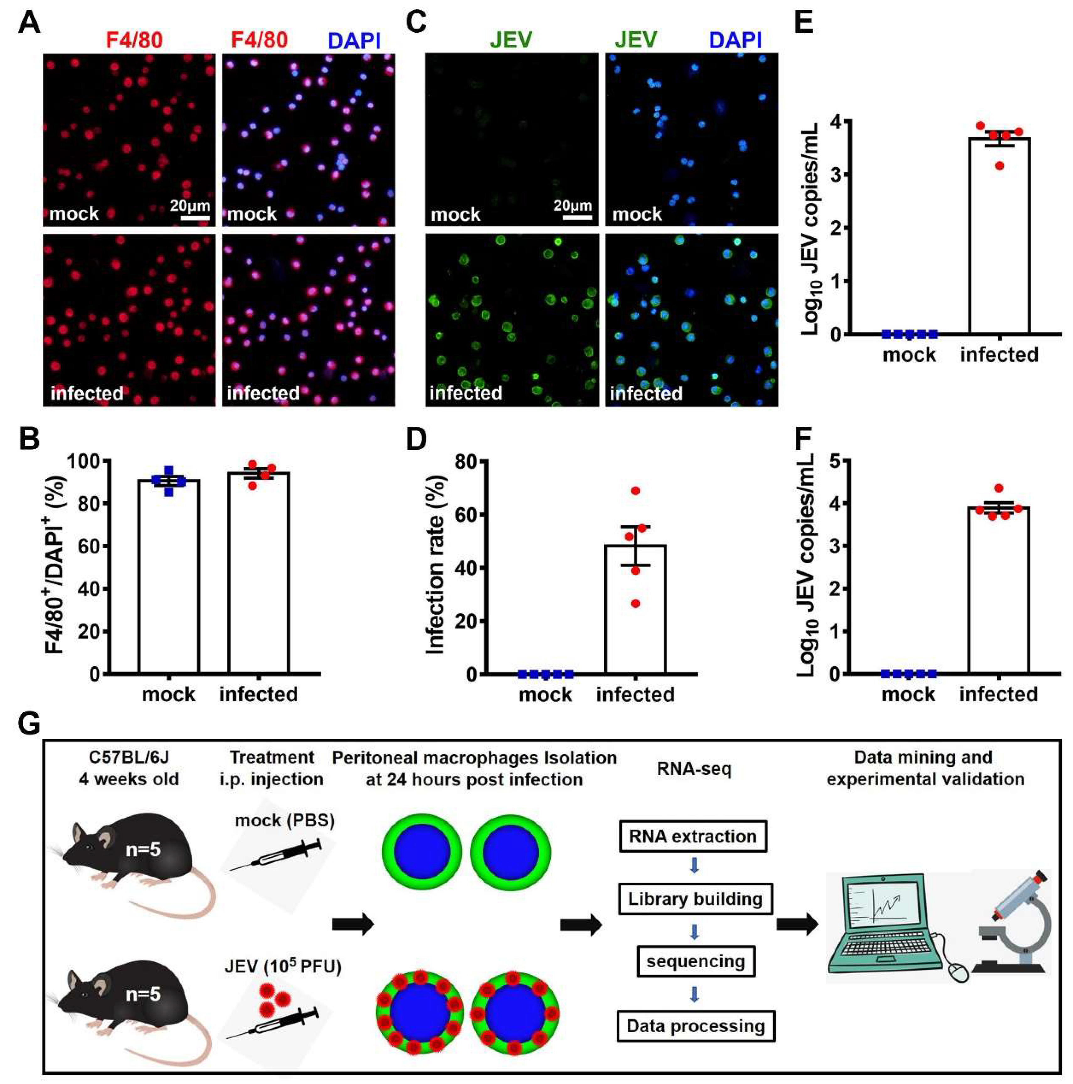 Viruses 12 00356 g001