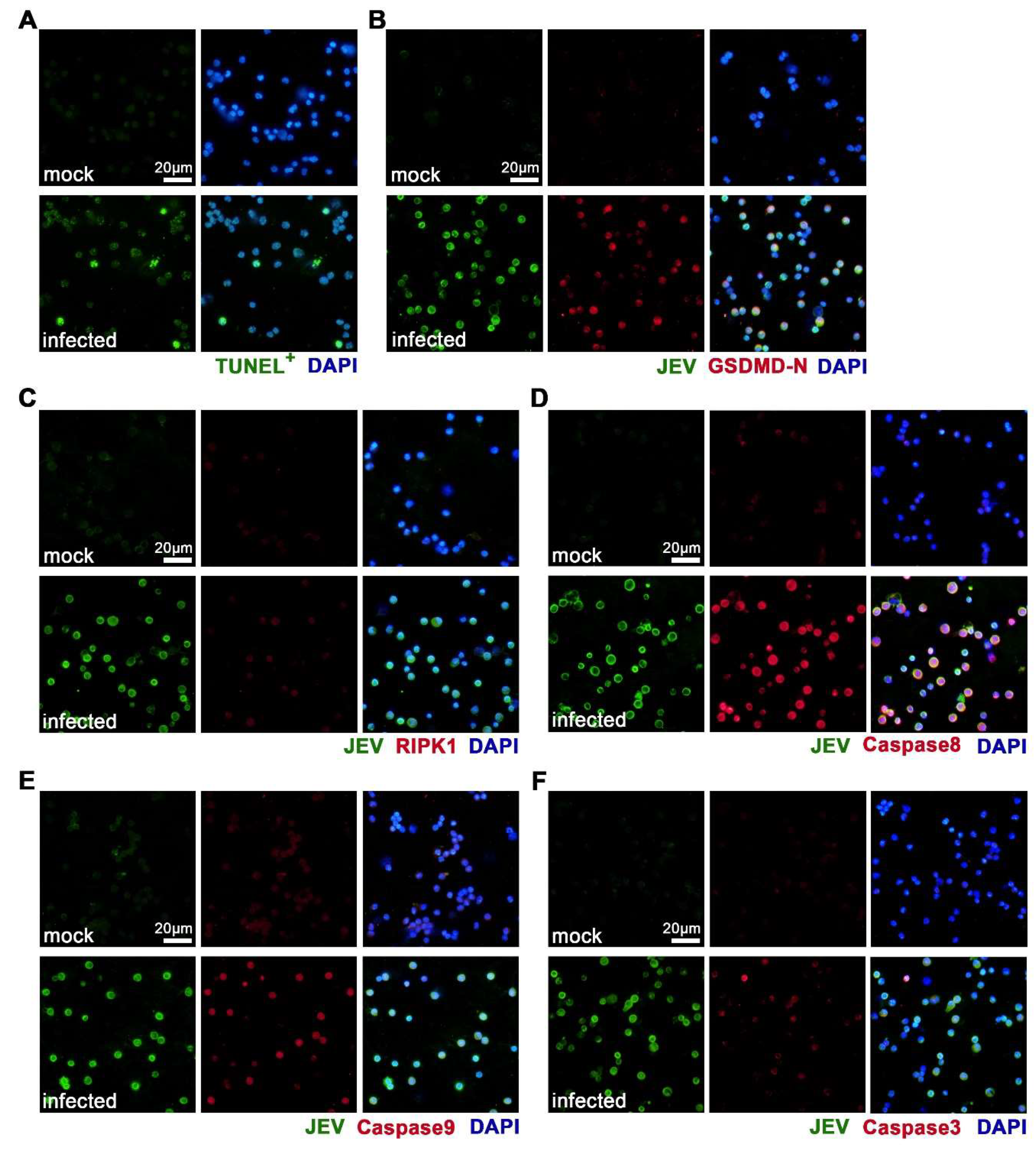 Viruses 12 00356 g007