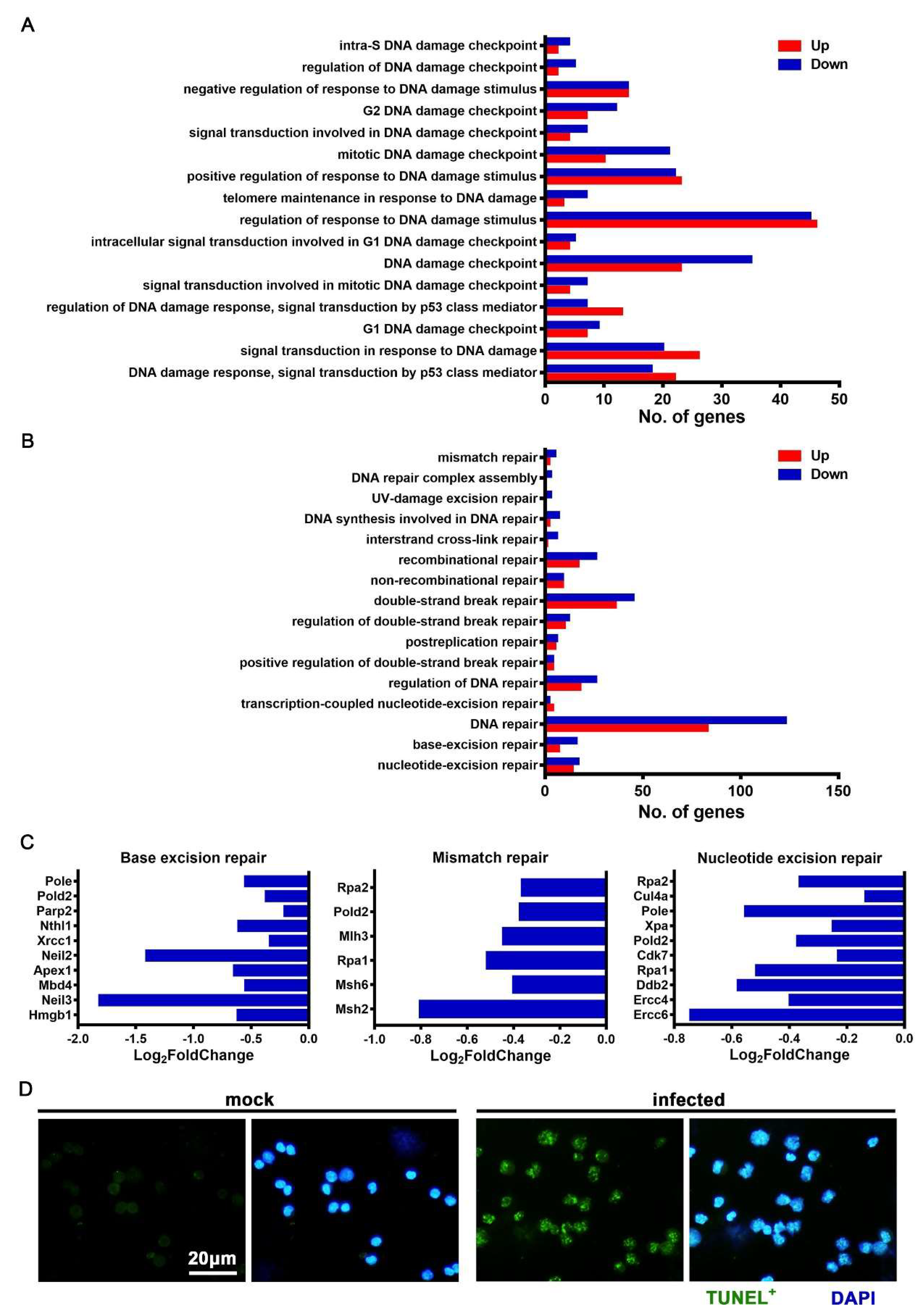 Viruses 12 00356 g008