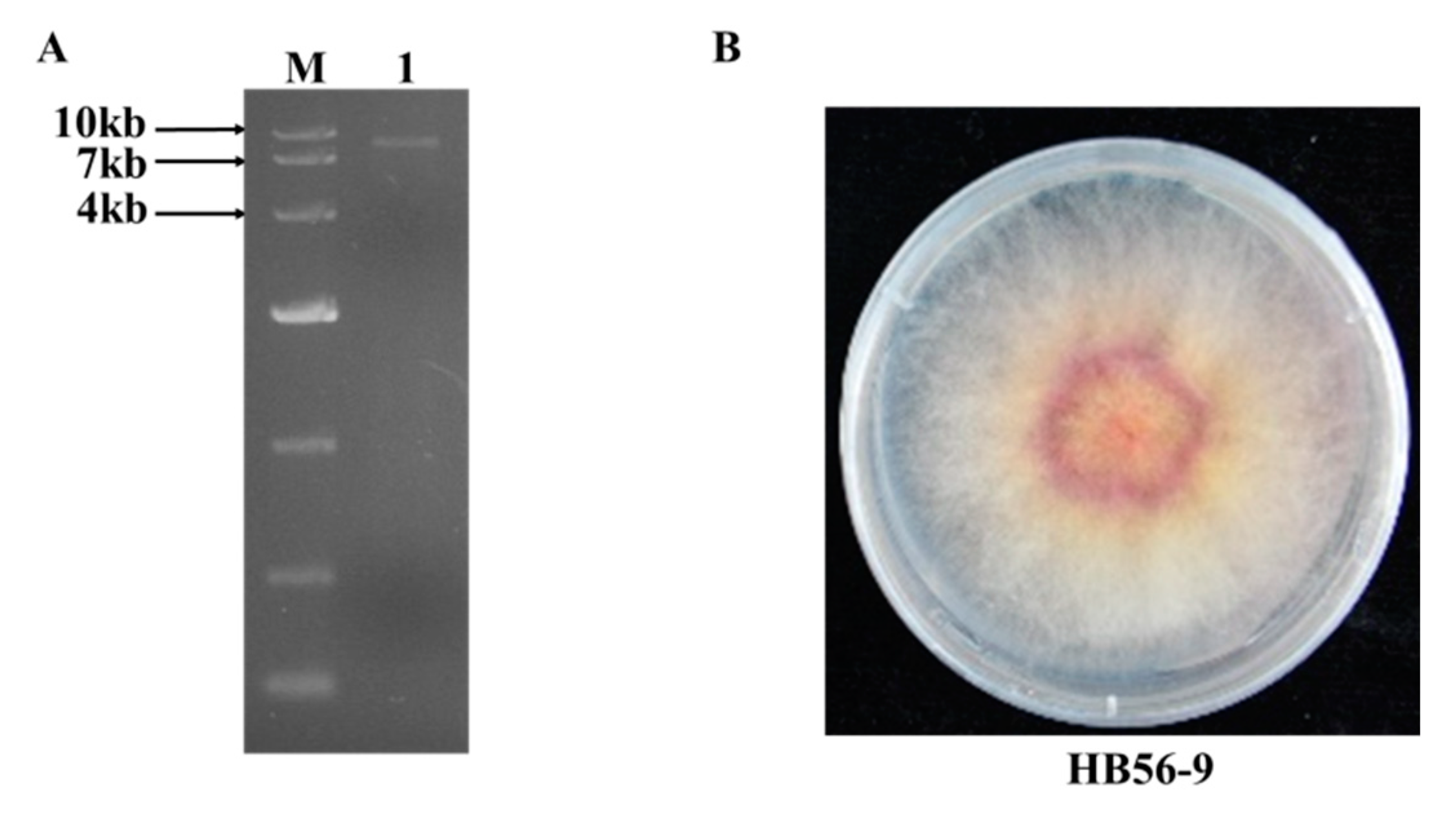 Viruses 12 00357 g001