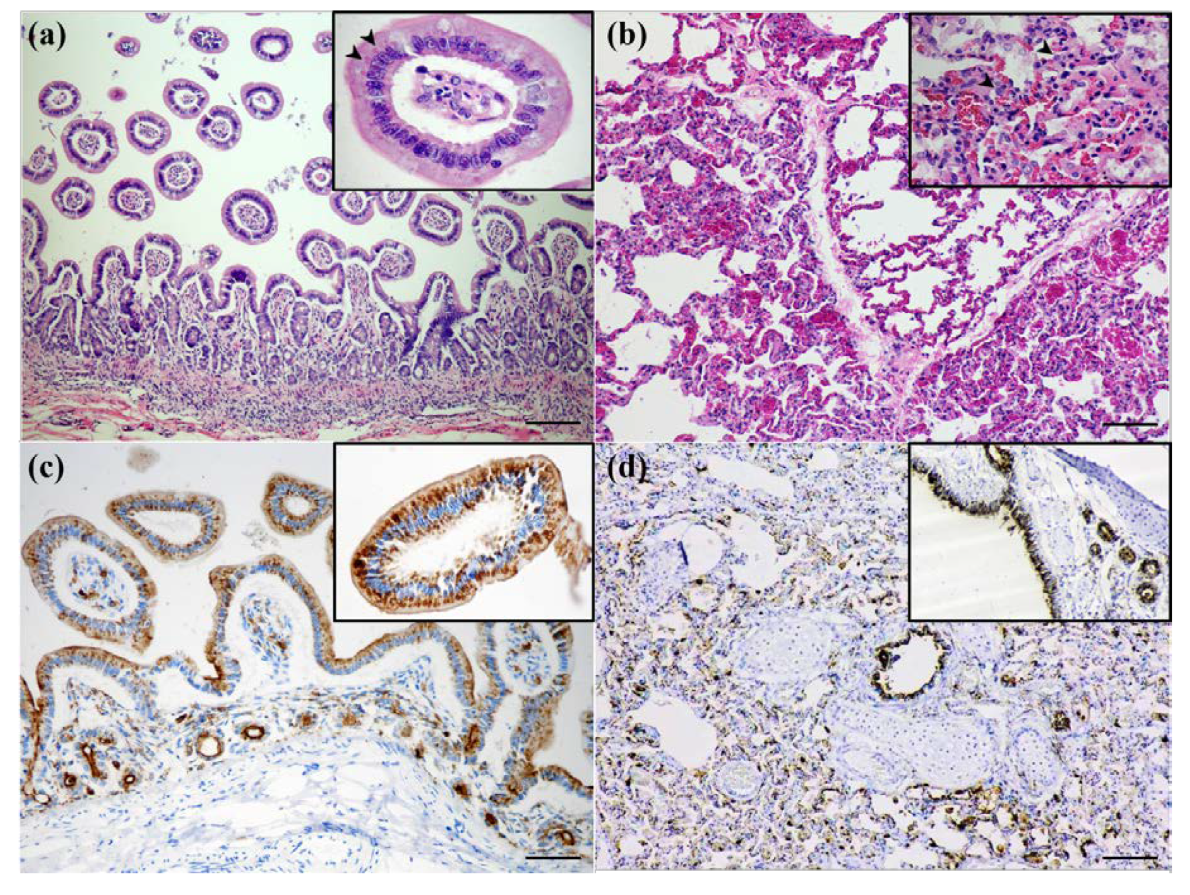 Viruses 12 00361 g001