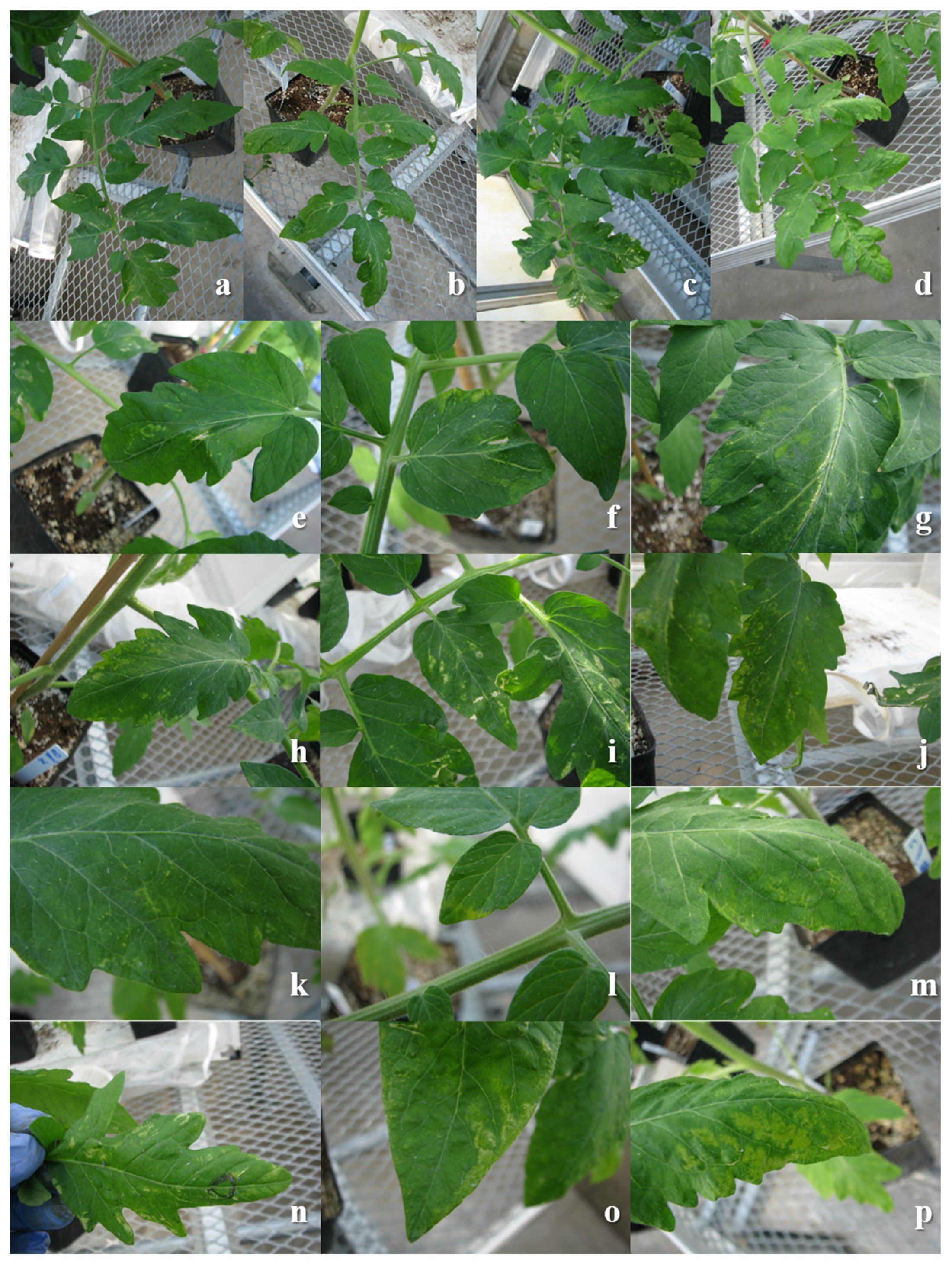 Viruses 12 00363 g001