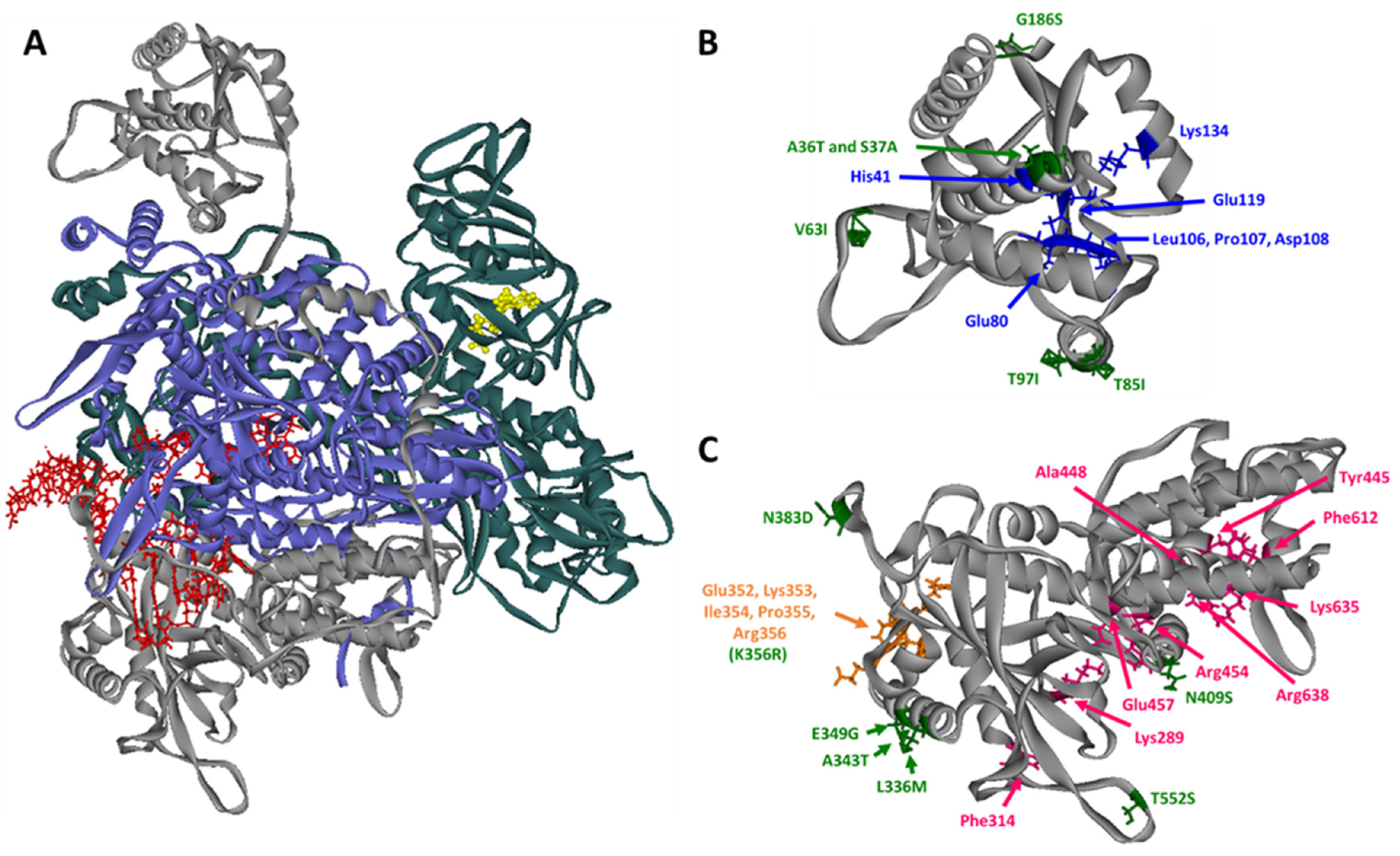 Viruses 12 00365 g001