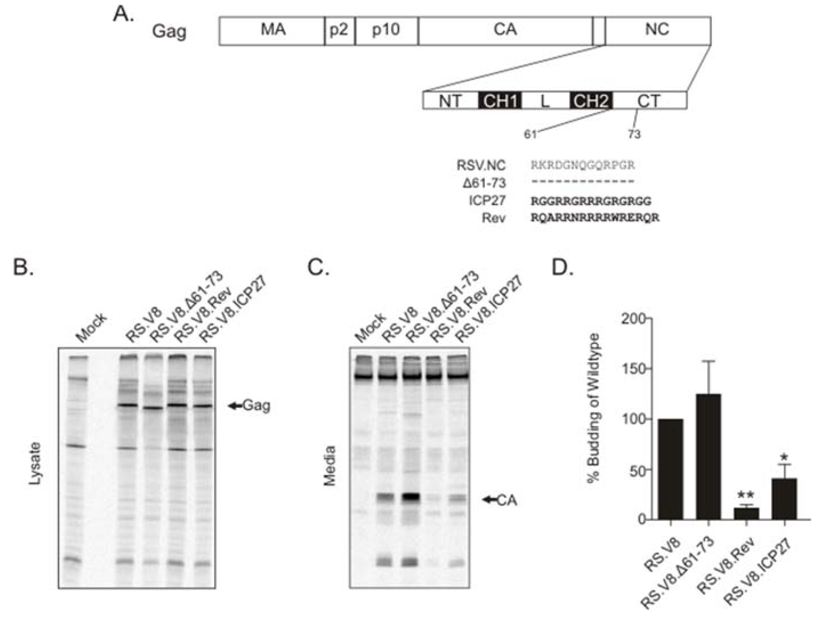 Viruses 12 00370 g001