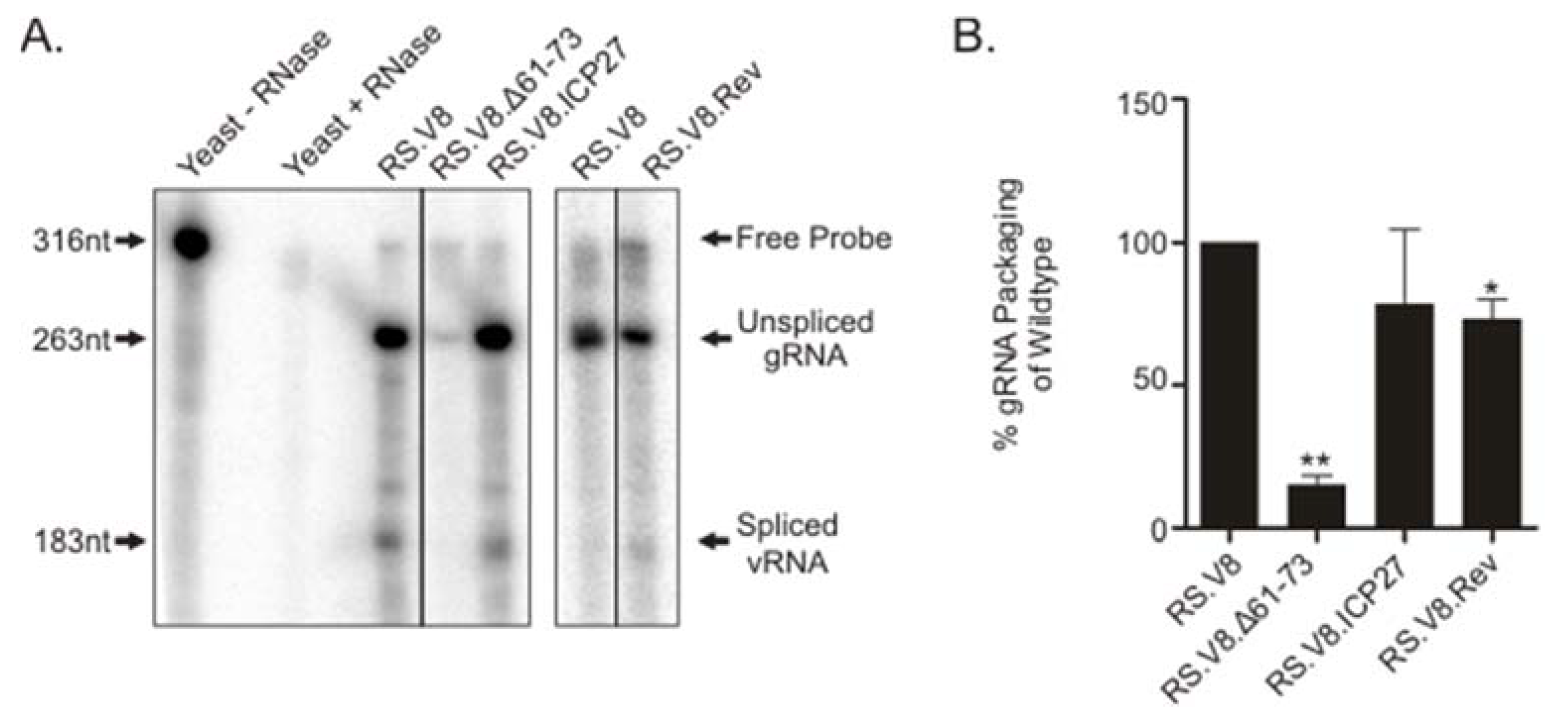 Viruses 12 00370 g003